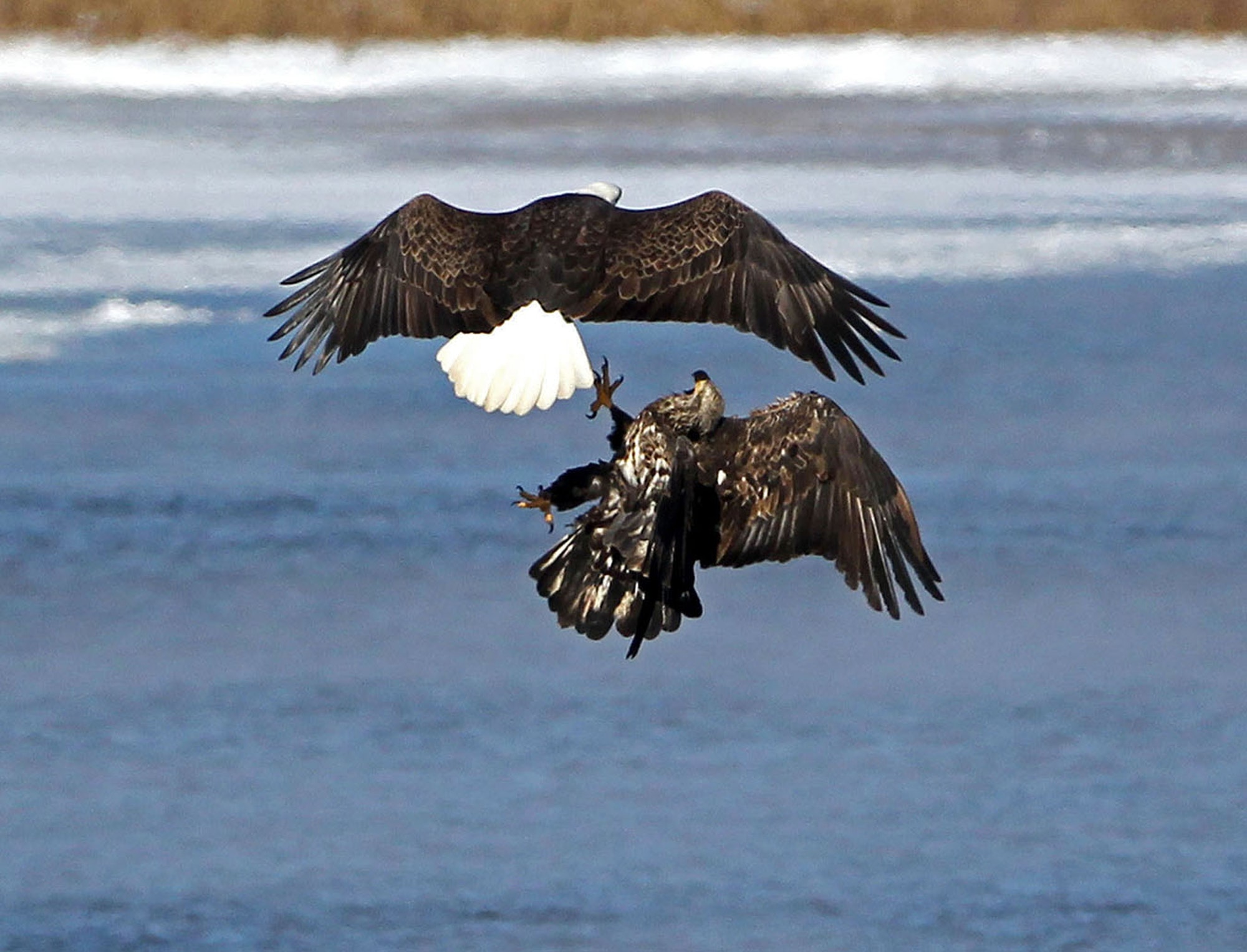 Where bald eagles feed in winter - StarTribune.com