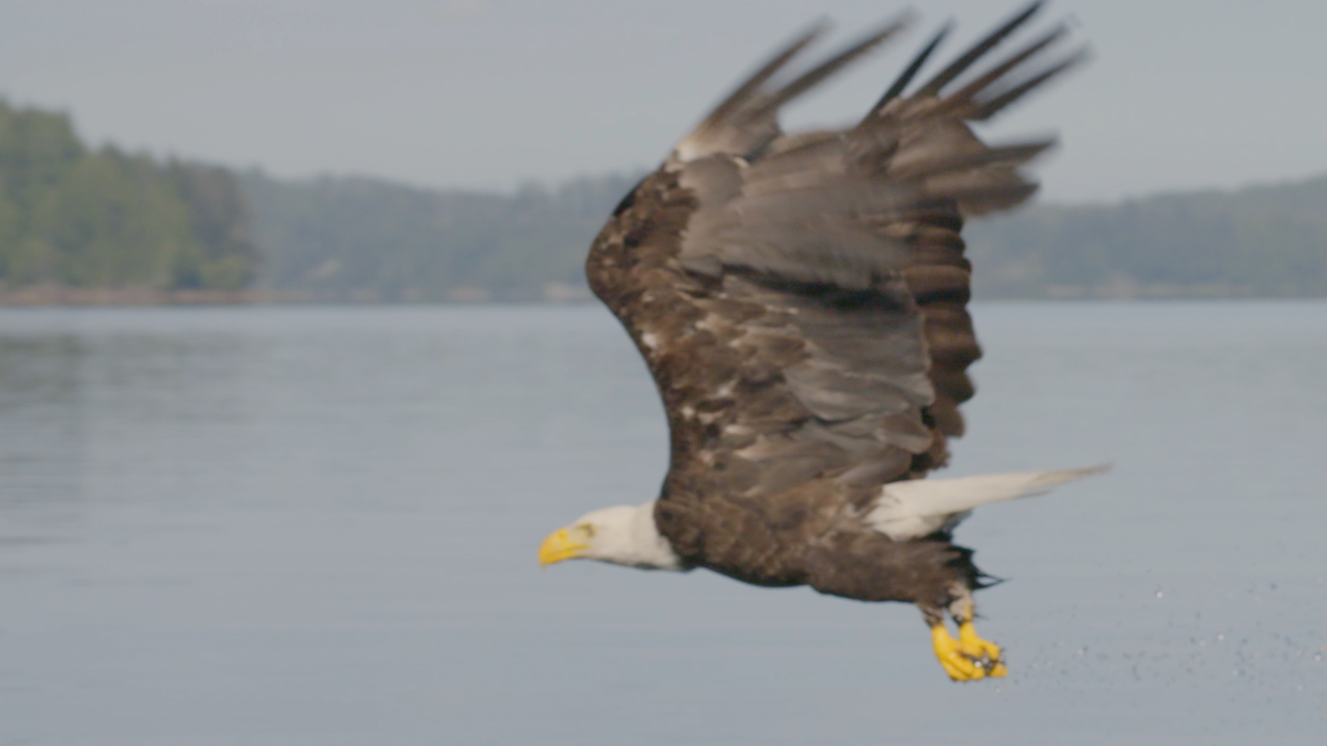 Ep 3: Bald Eagles Dive-Bomb for Dinner - wild_life Video - National ...