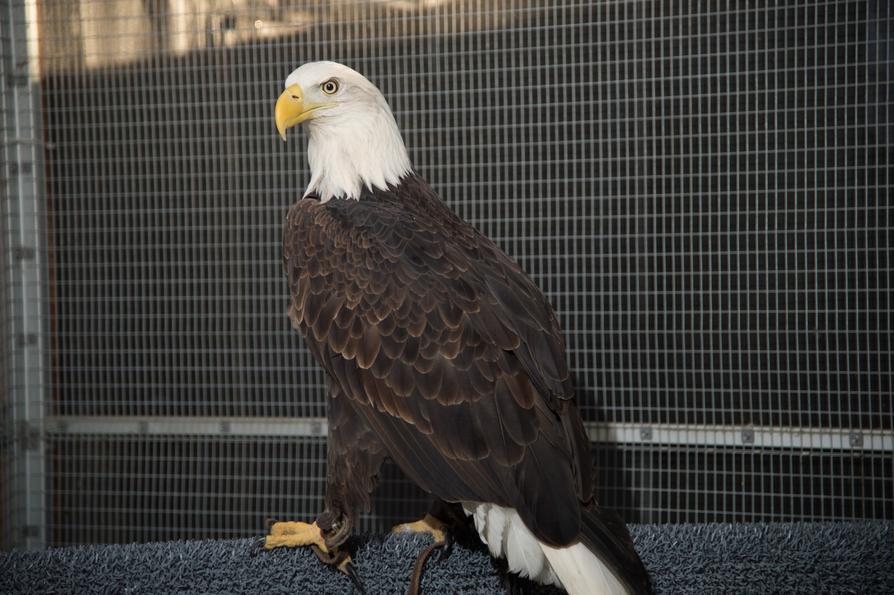 Bald Eagle - Lindsay Wildlife Experience
