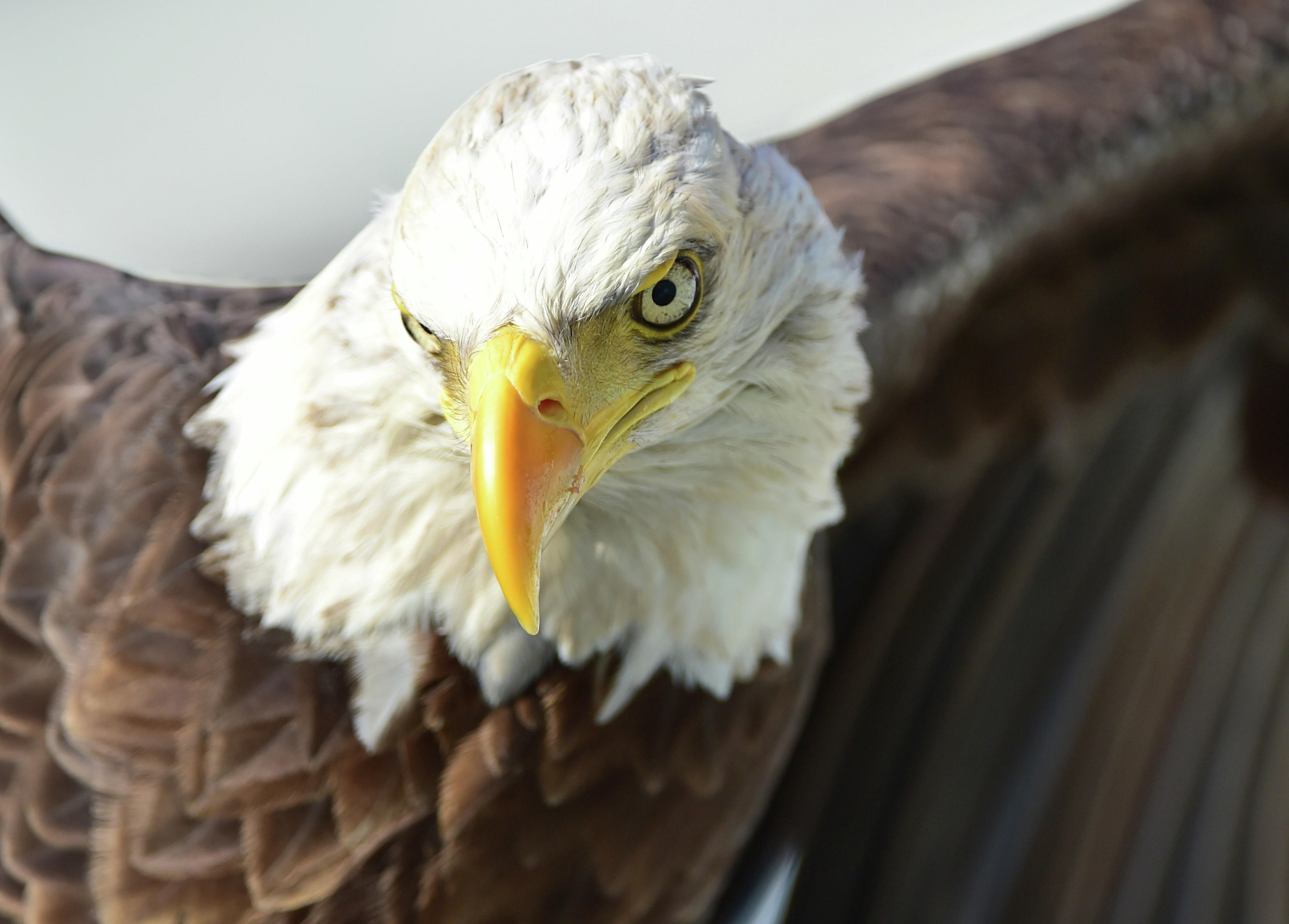 ND department seeking help in locating bald eagle nests | Agweek