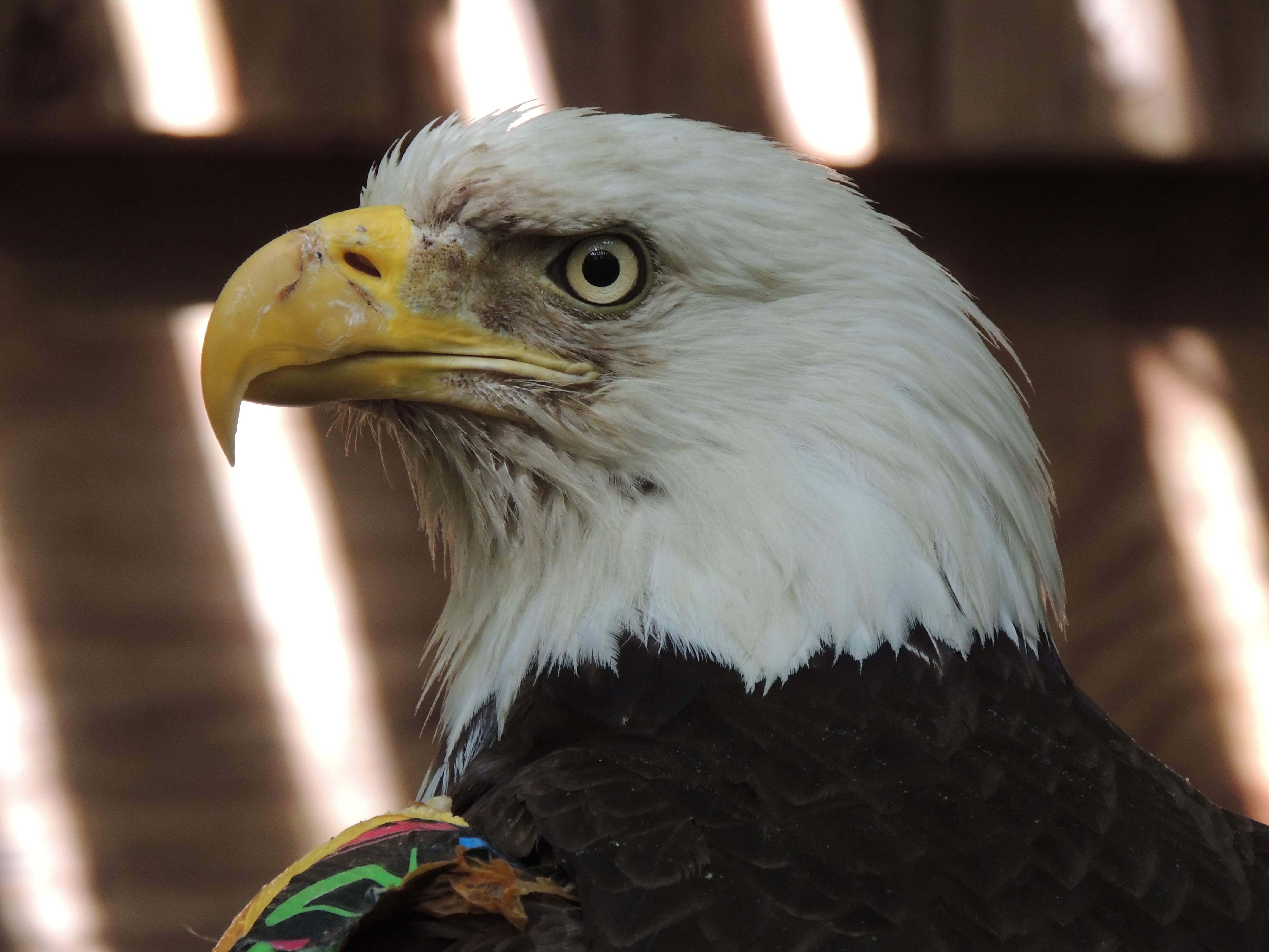 Bald Eagle #15-0355 | The Wildlife Center of Virginia