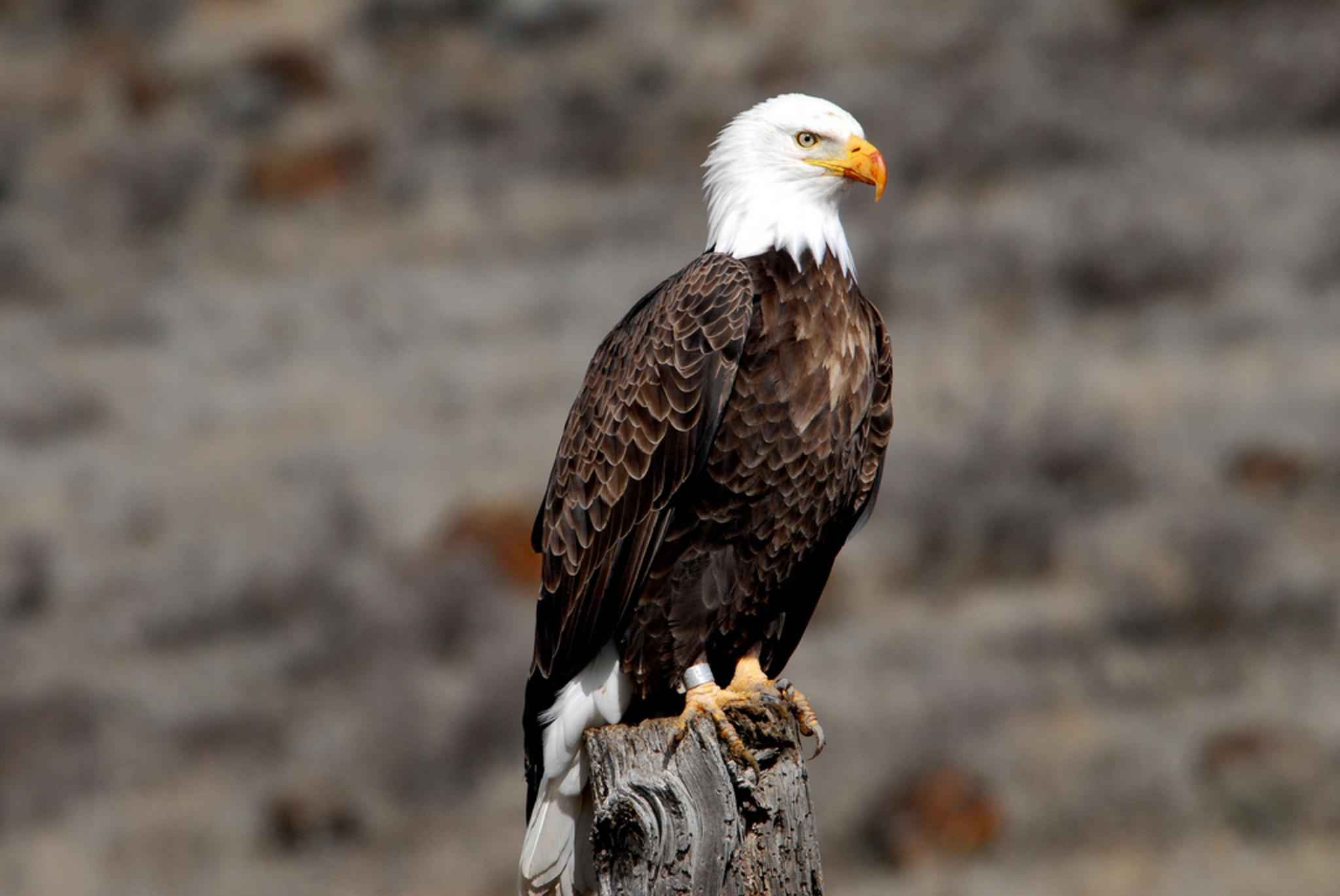 Free picture: banded, adult, bald, eagle