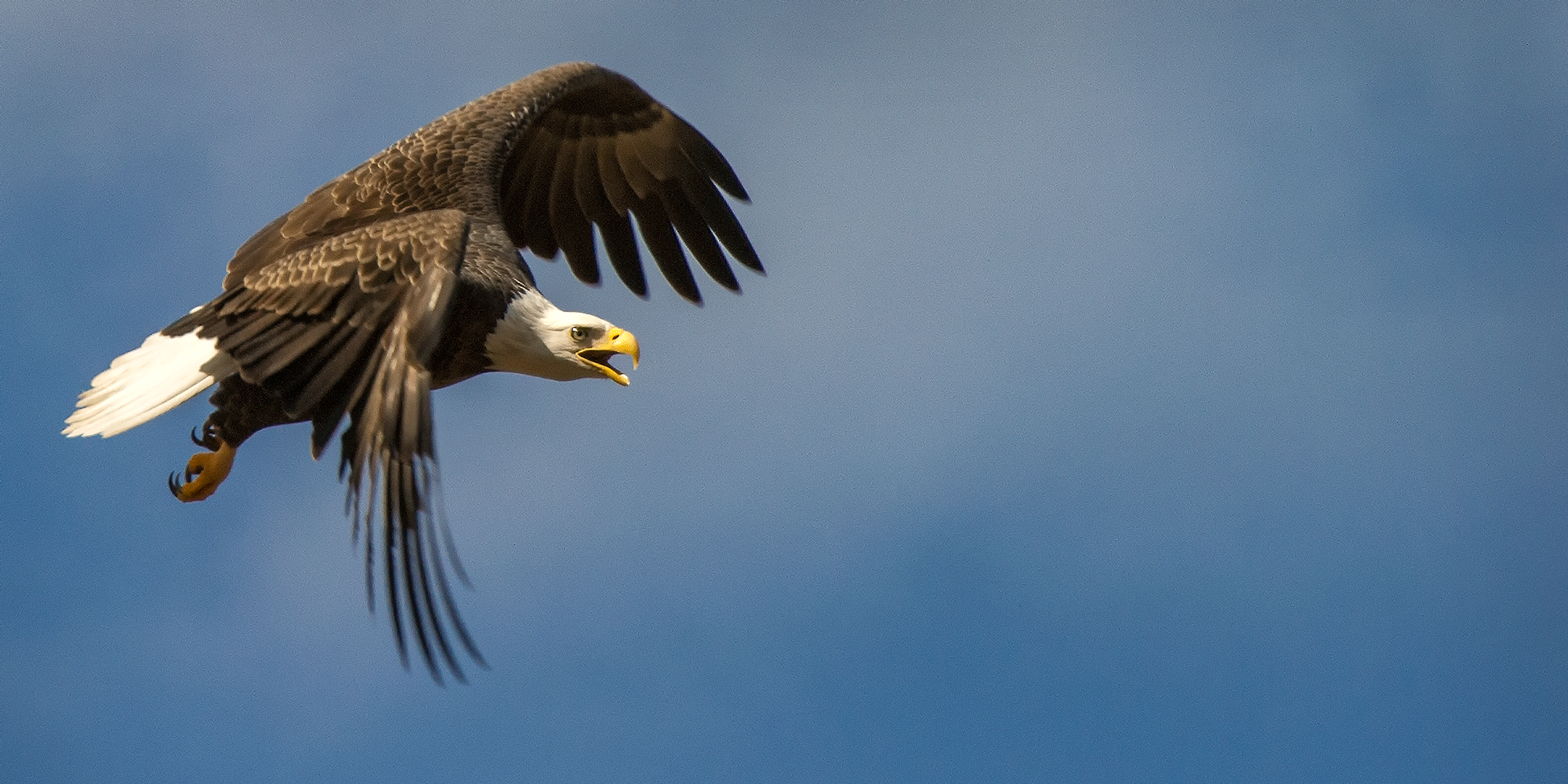 Nature of the Lake: The Majestic Bald Eagle - The Alexander City ...