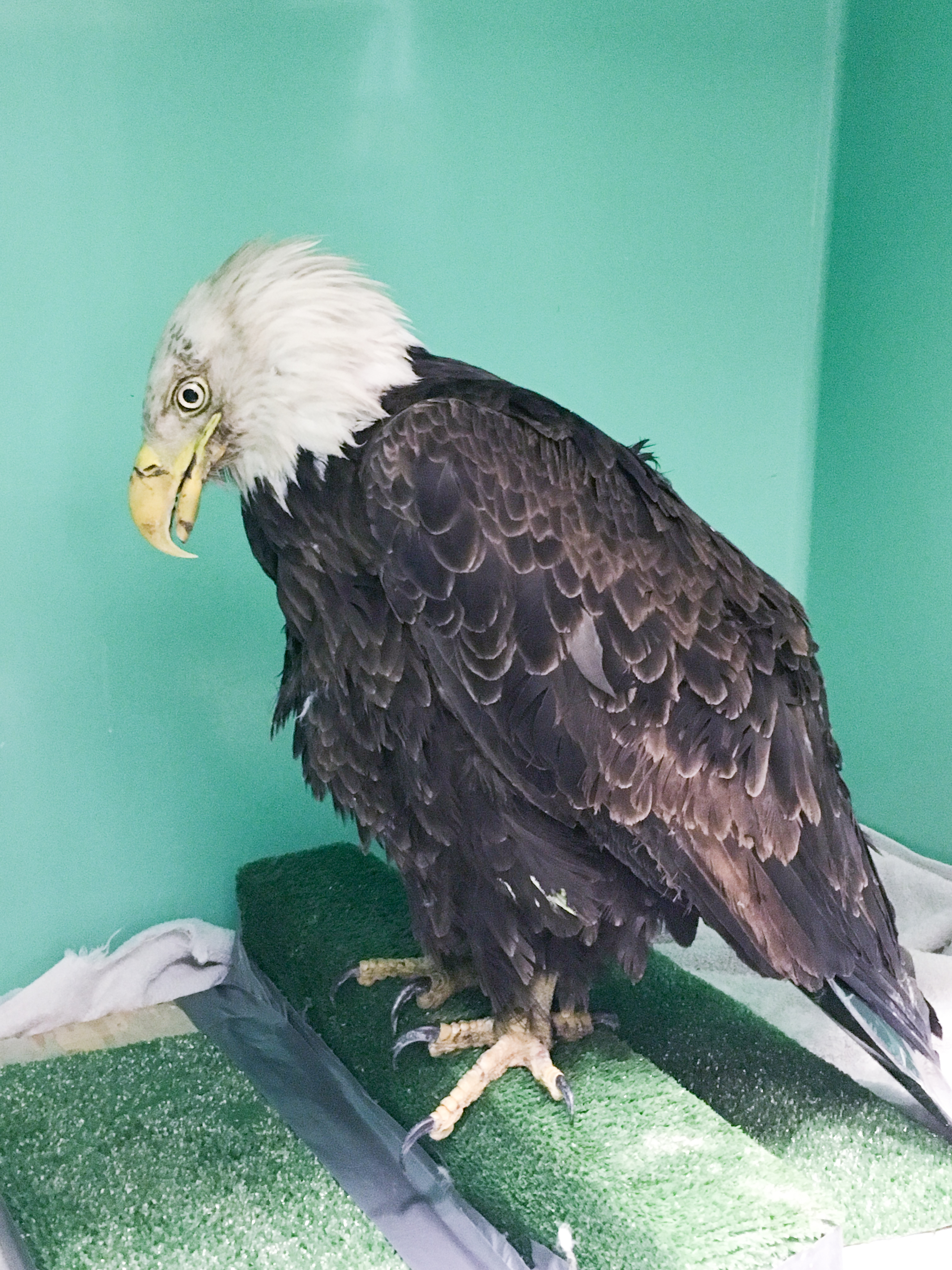 Injured bald eagle is treated, returned to wild