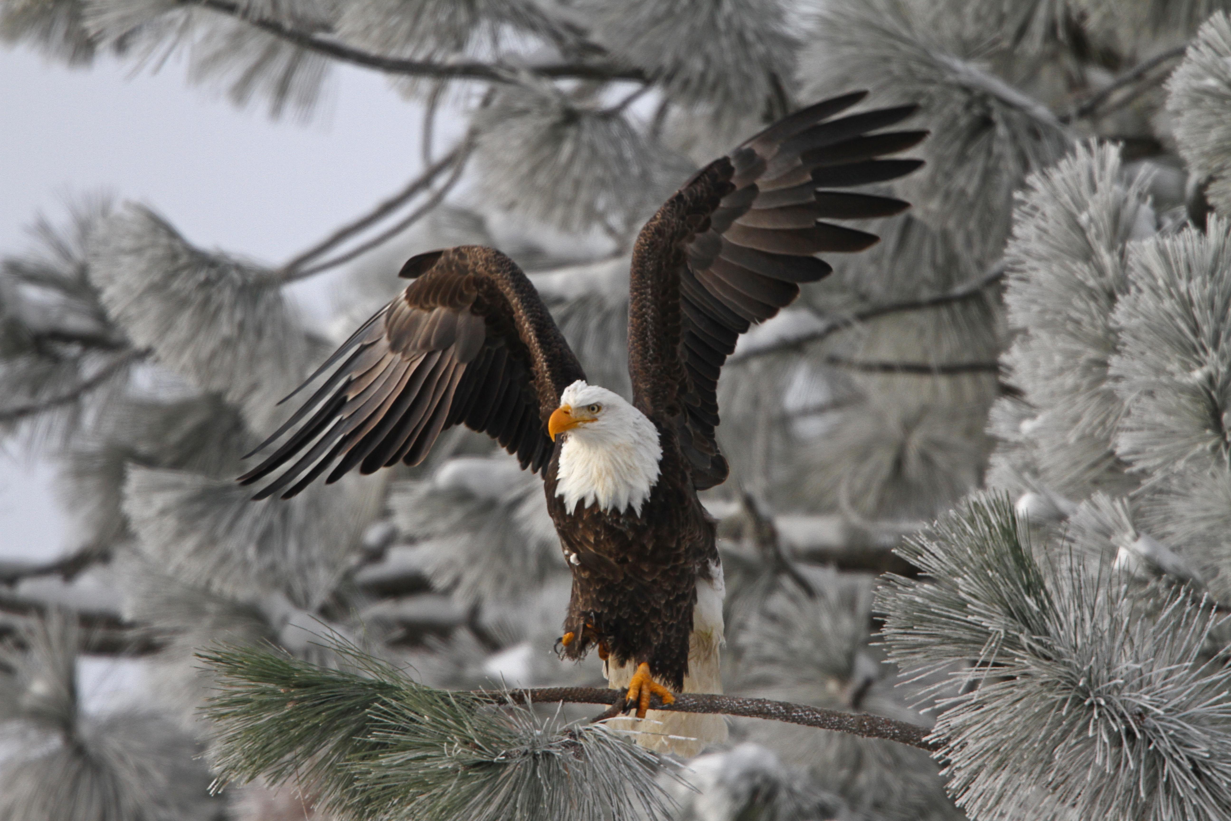 Lake Coeur d'Alene sets record for visiting bald eagles | The ...