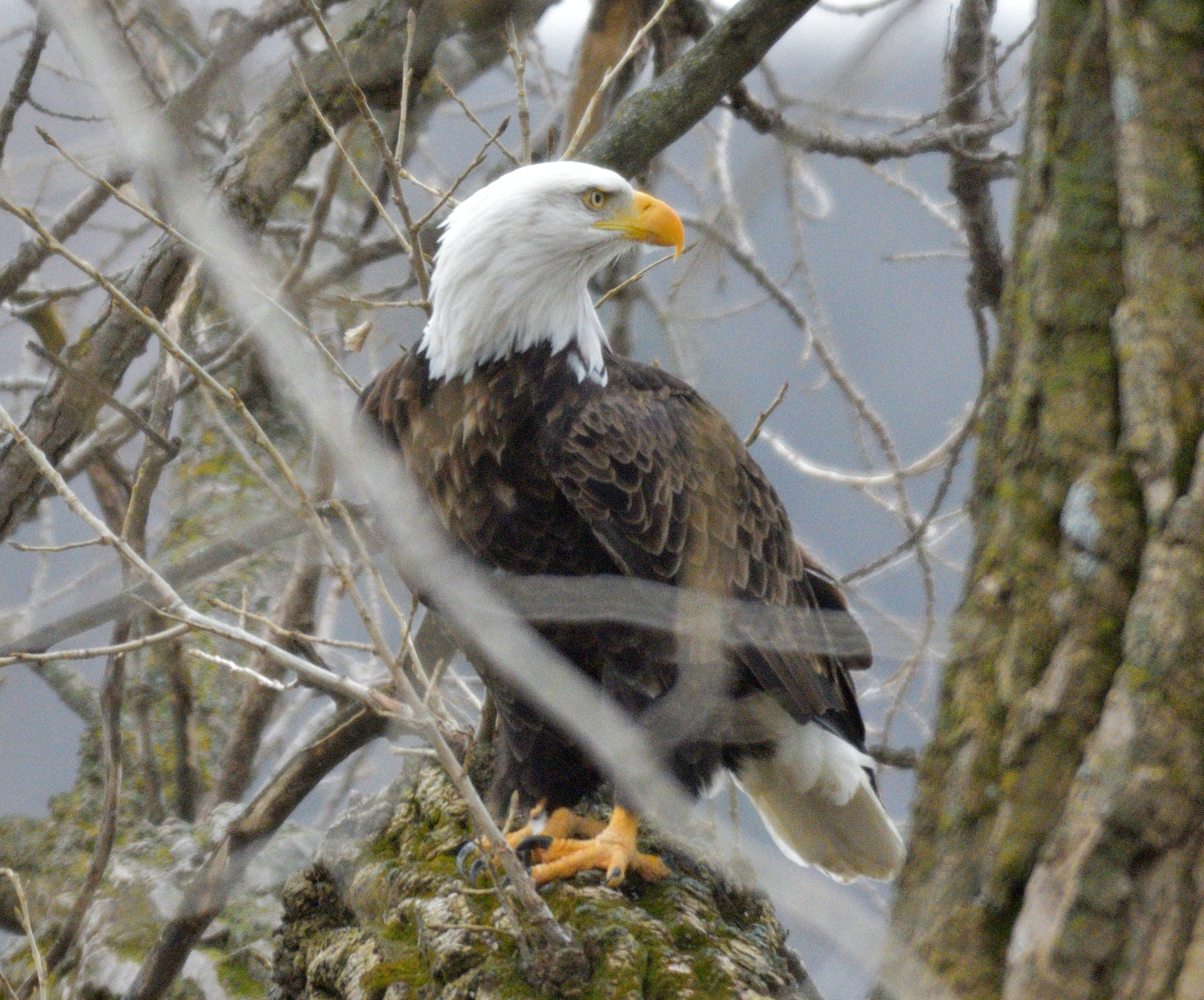 Seven differences between osprey and bald eagles – Dickinson County ...