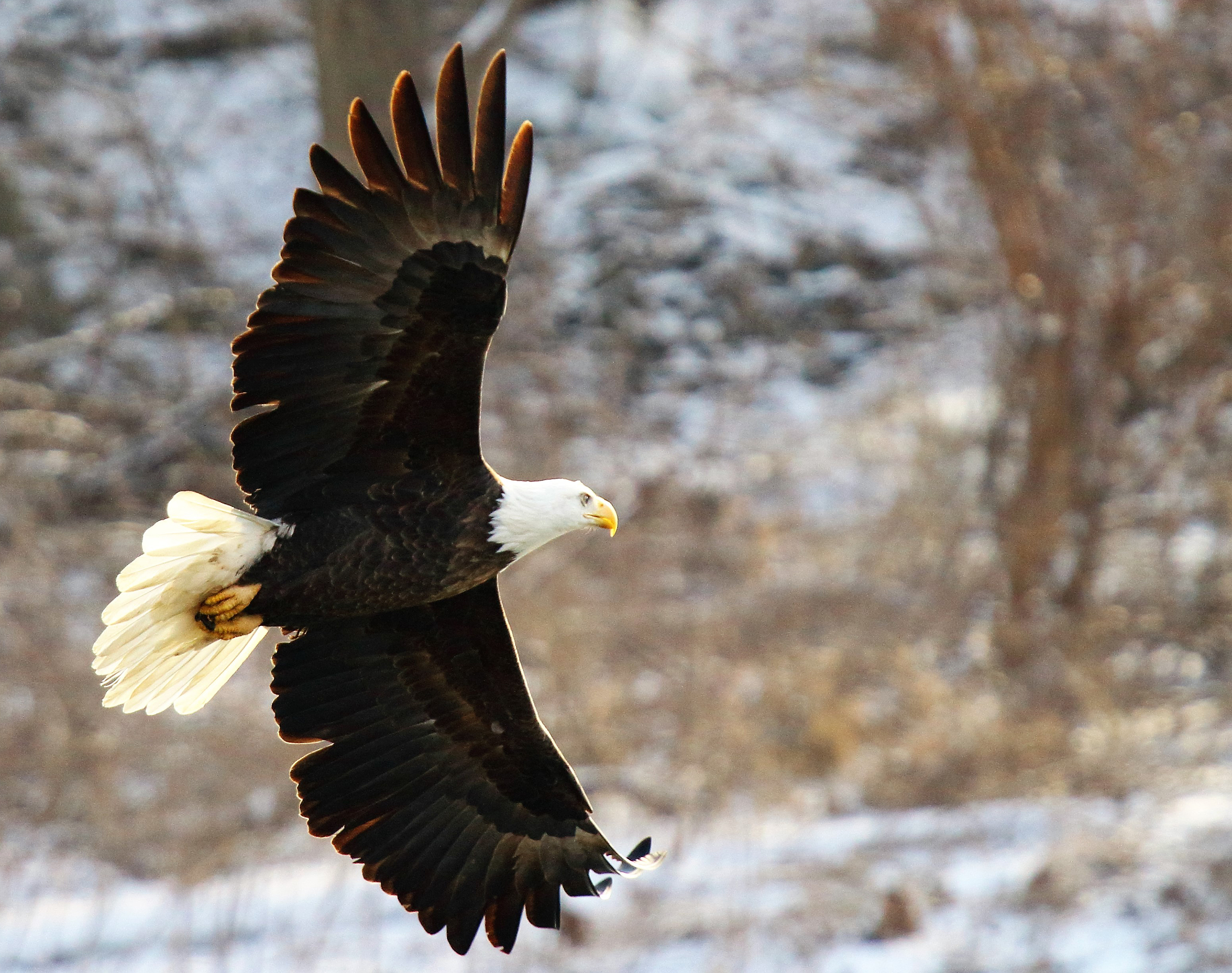 Majestic bald eagles return in record numbers to Northern Illinois ...
