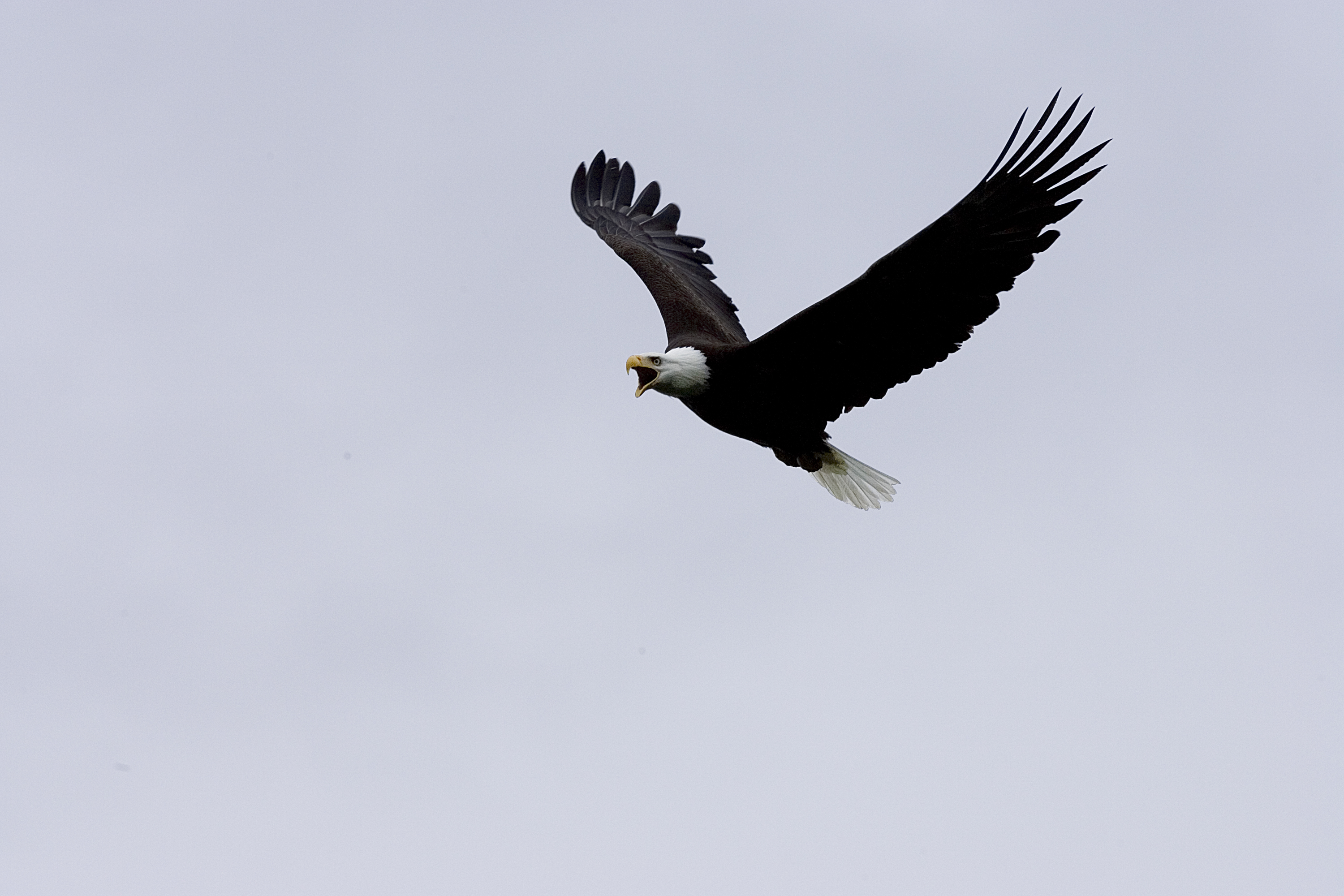 10. Bald eagles | Encyclopedia of Puget Sound