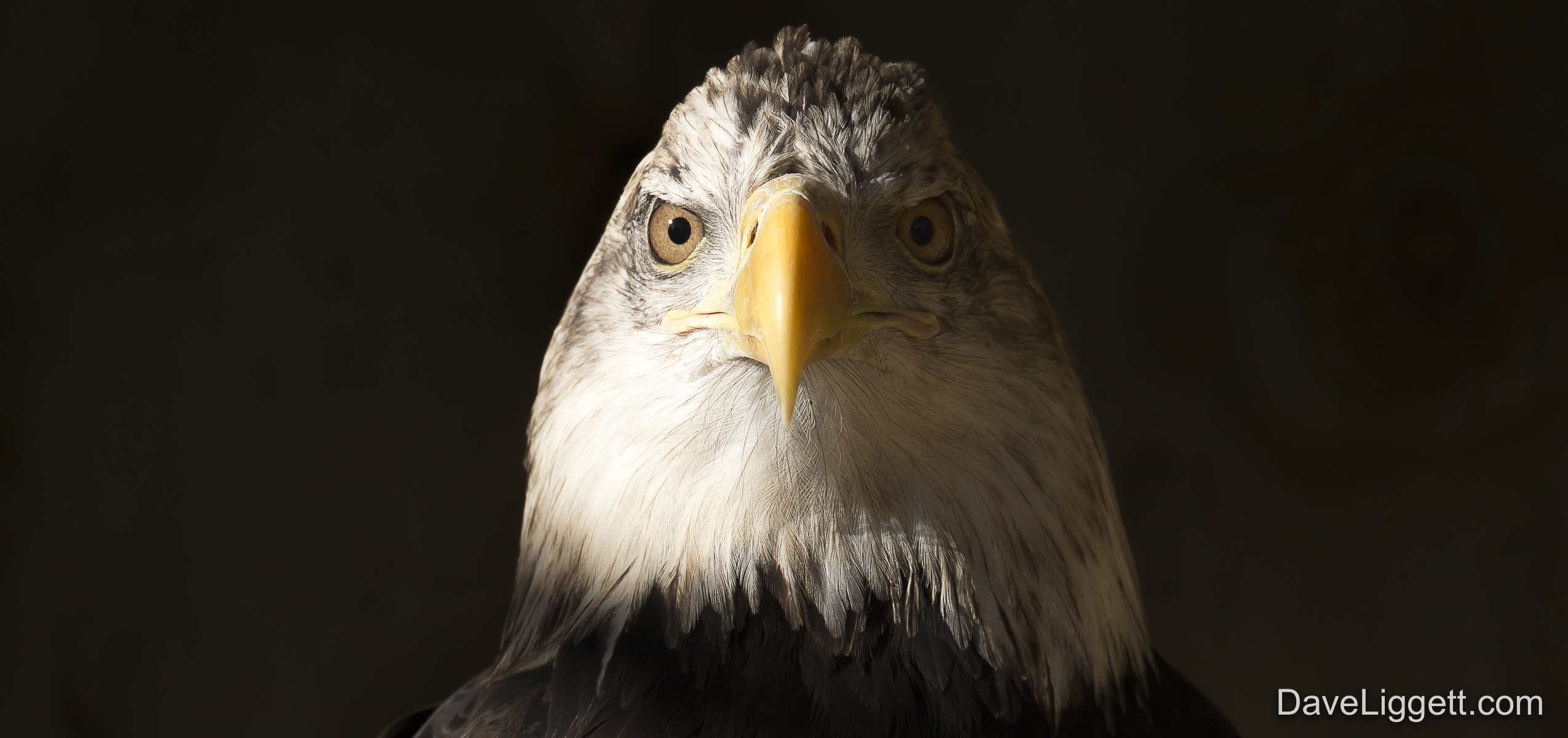 Ohio Wildlife Center Constructs New Bald Eagle Enclosure - Ohio ...