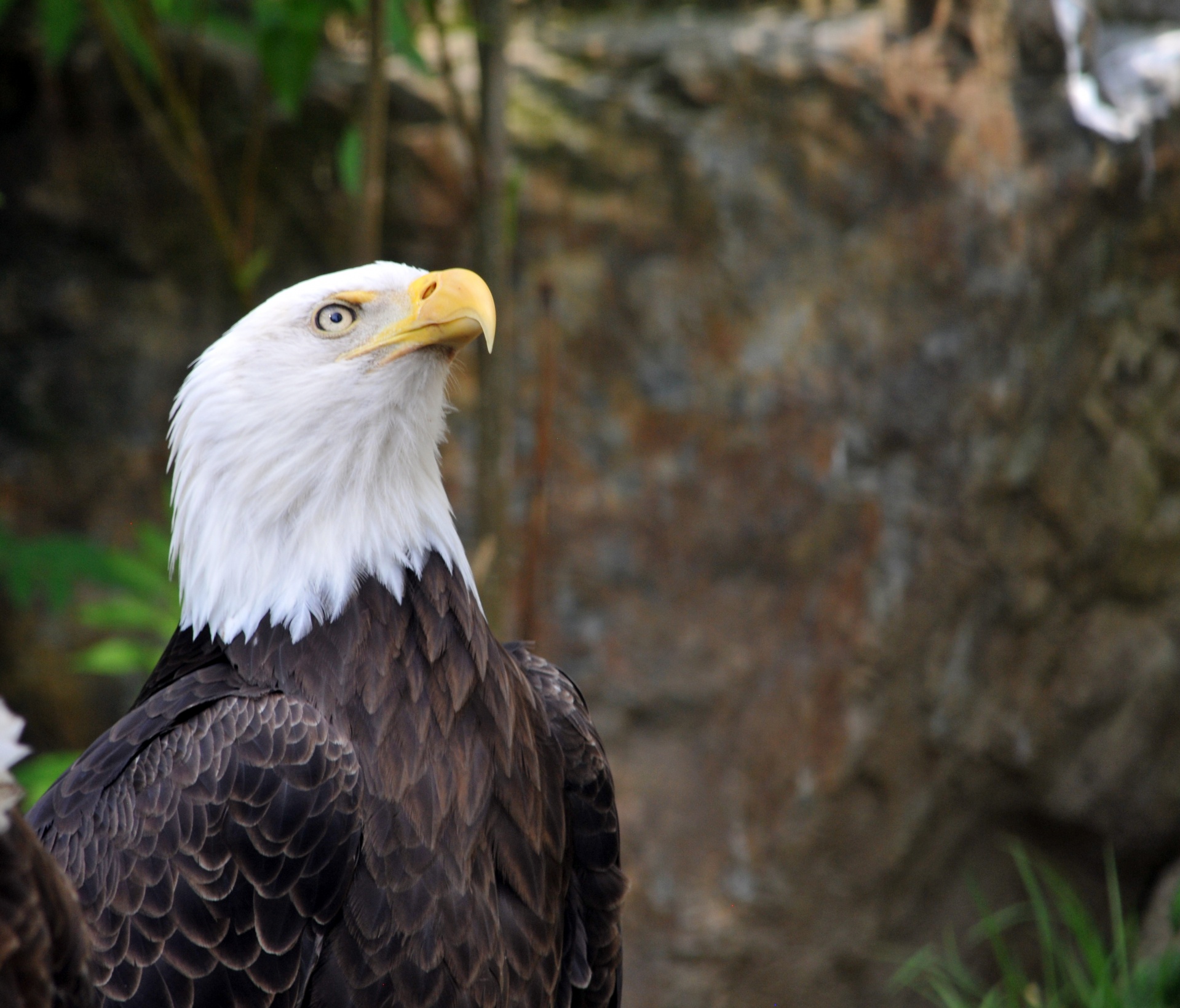 American Bald Eagle #3 Free Stock Photo - Public Domain Pictures