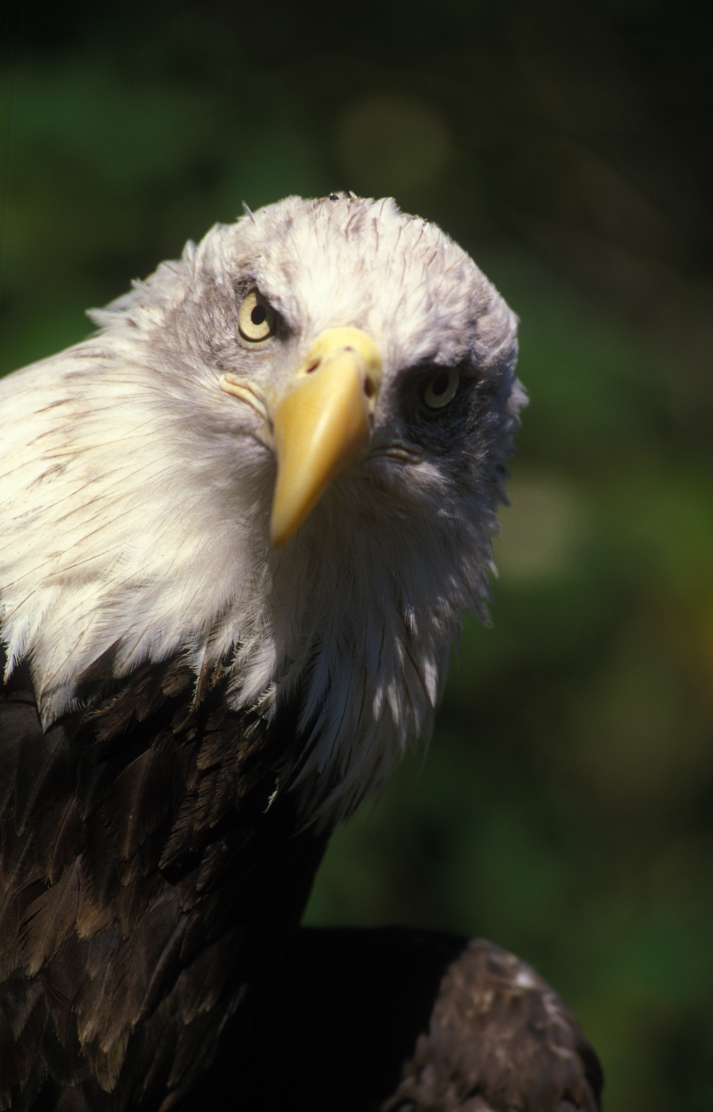 bald eagle | Oregon Zoo