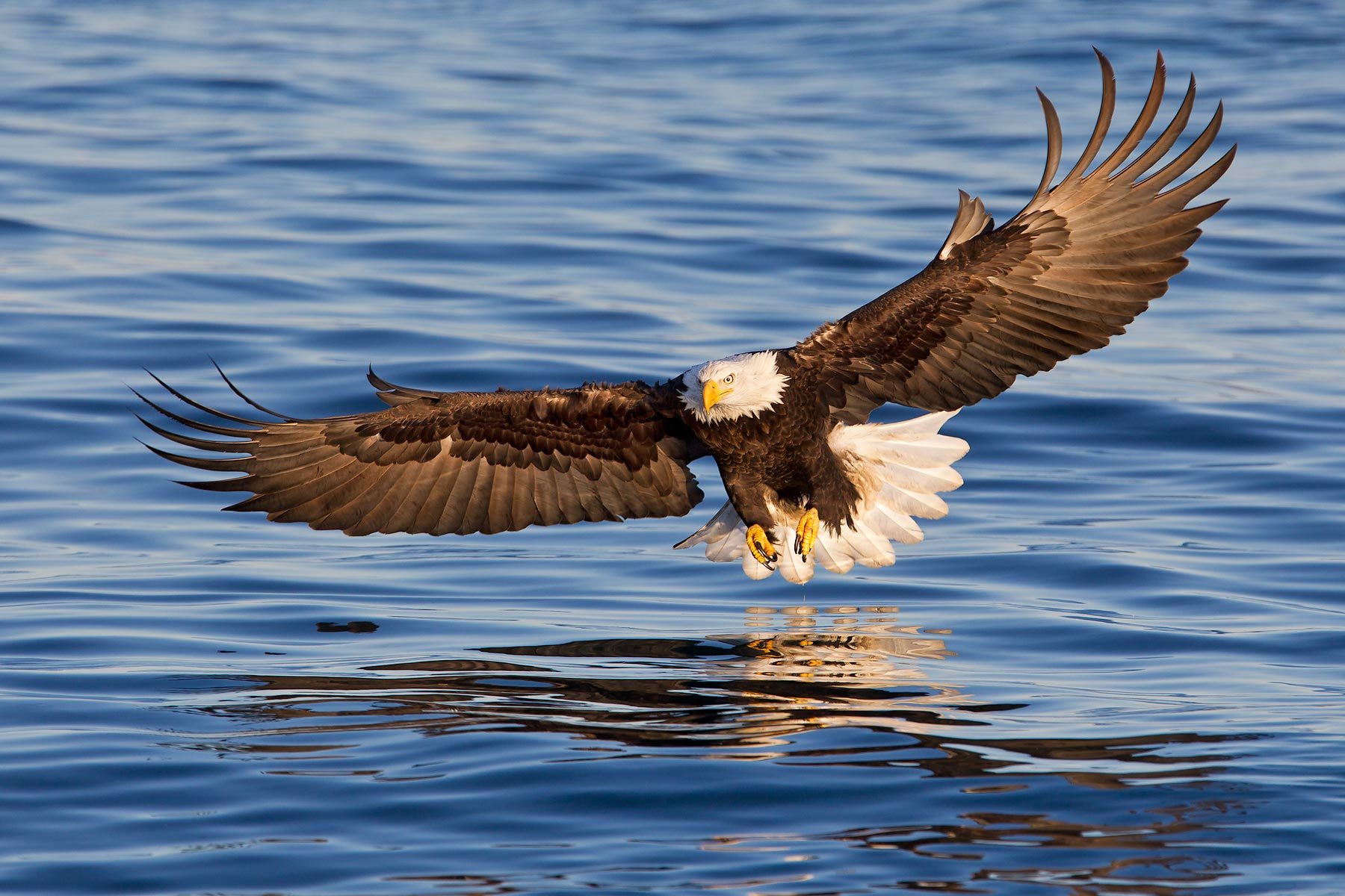 Bald eagle fishing photo