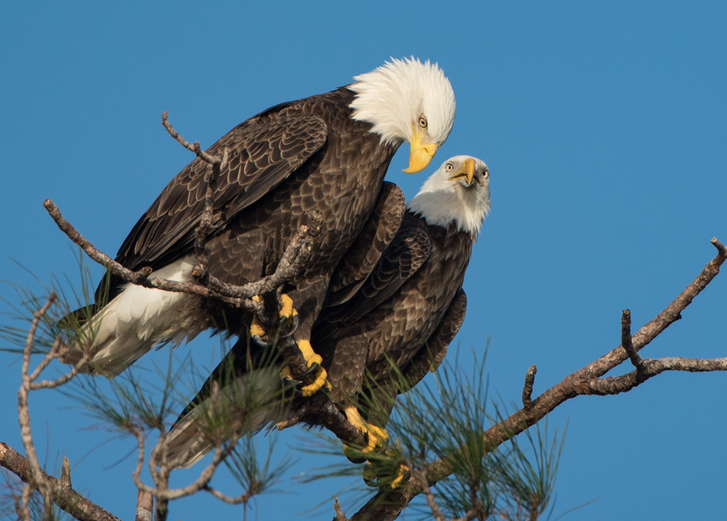 Bald Eagle | Travis Audubon