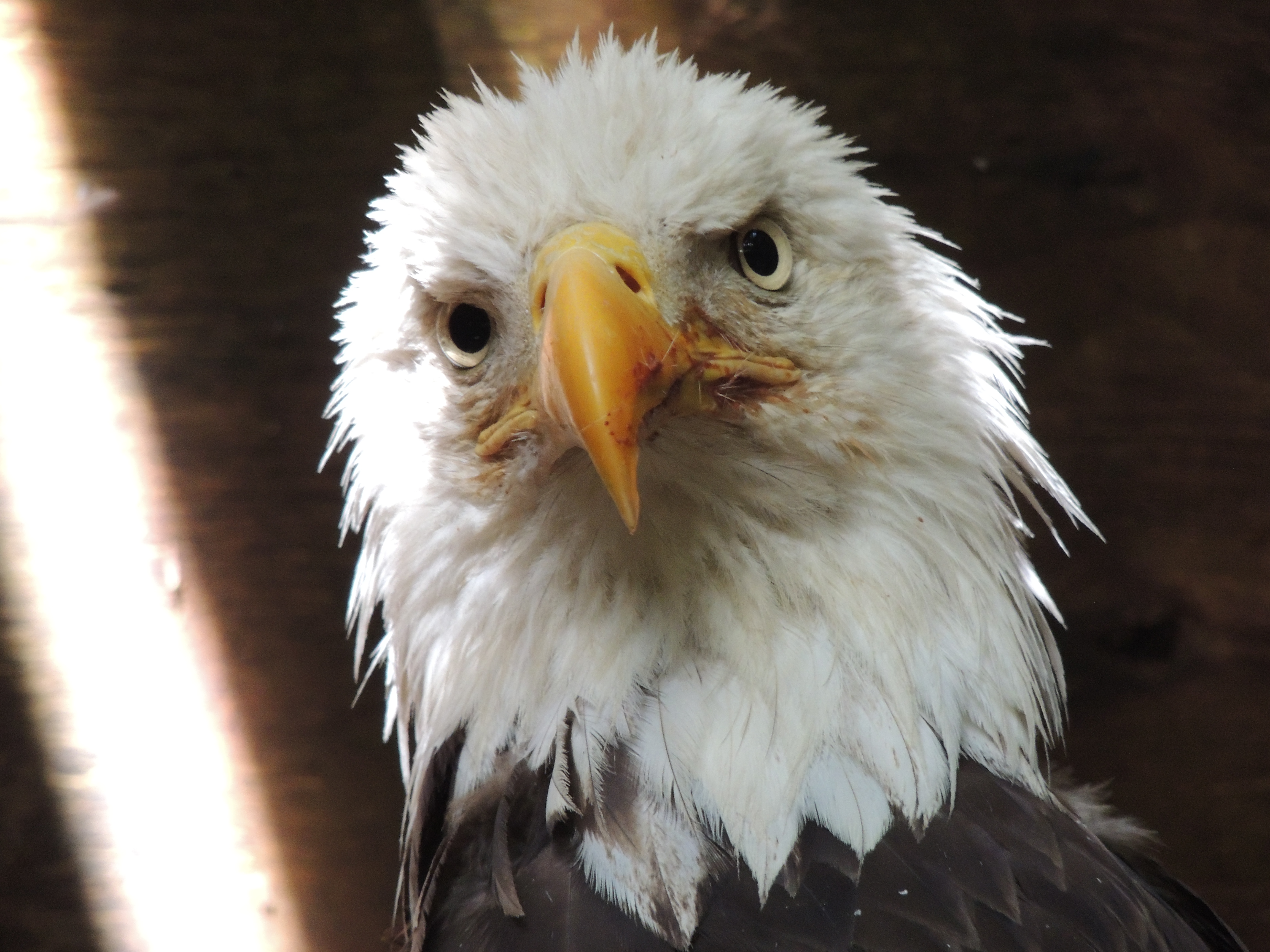Bald Eagle #15-0642 [W20] | The Wildlife Center of Virginia