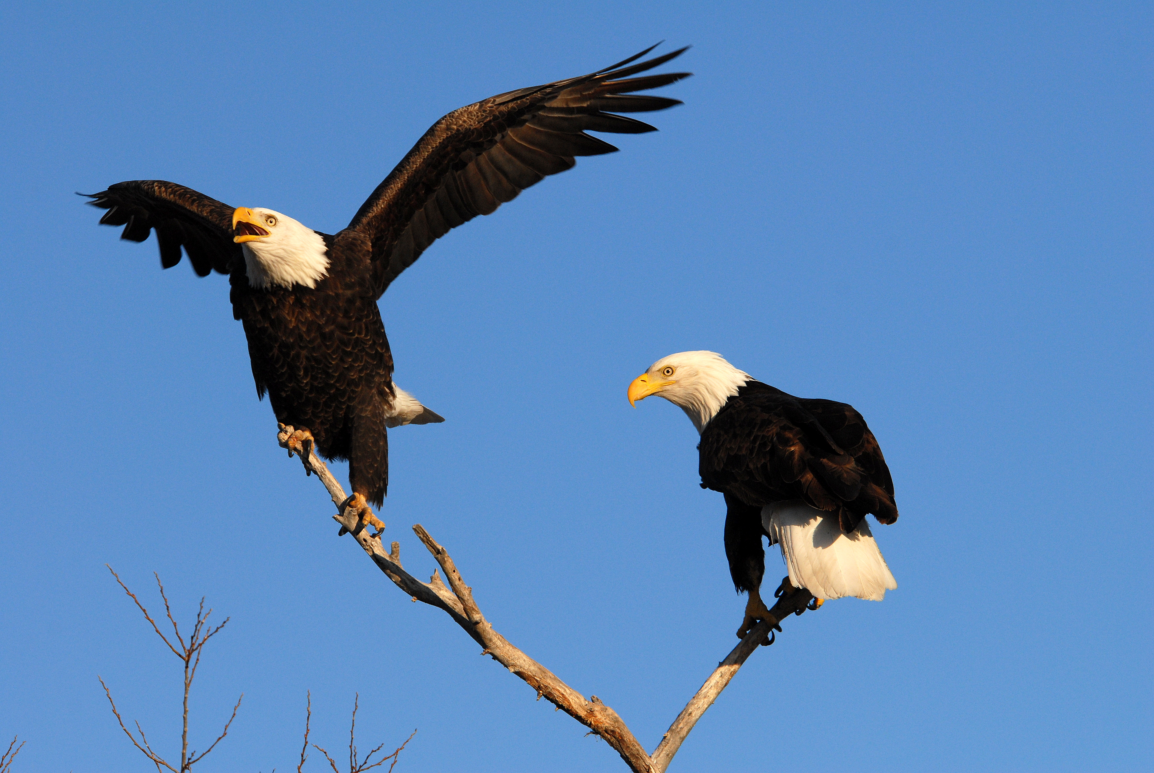 Catch a Glimpse of Our National Bird- The Bald Eagle! « National ...