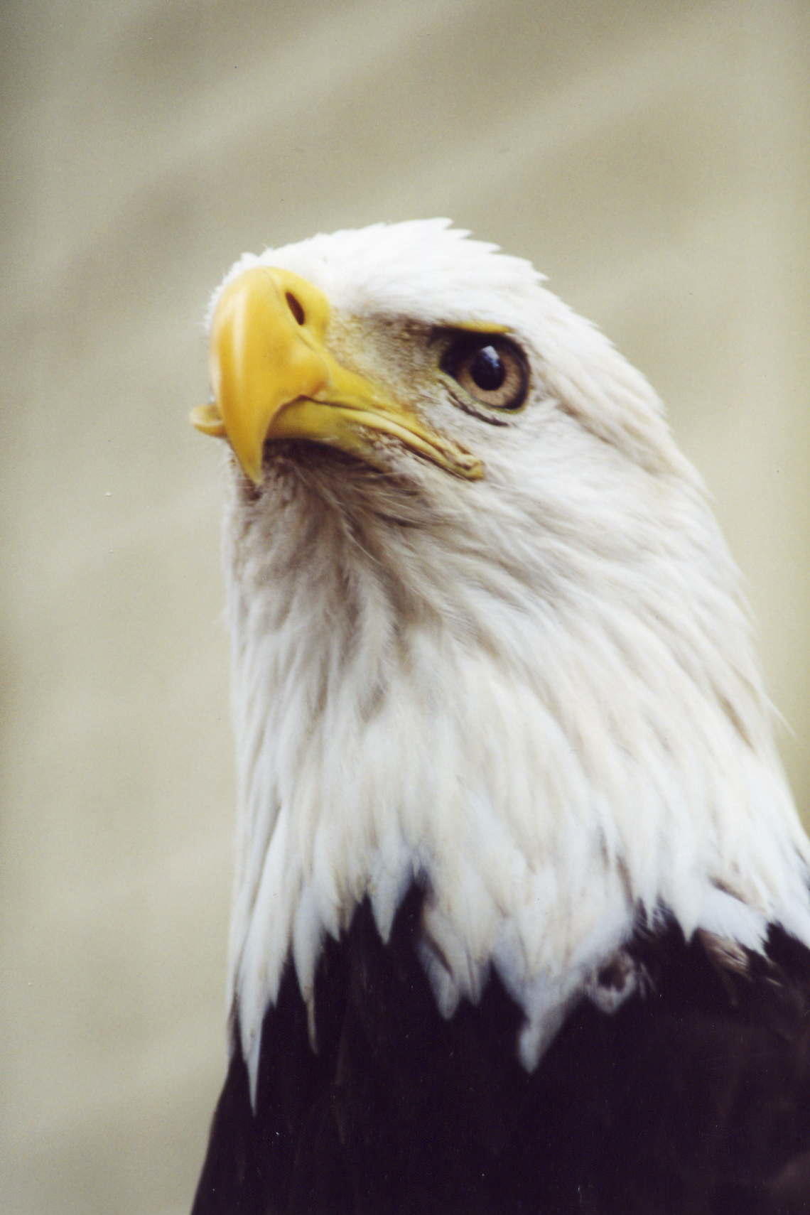 Eagles | Audubon Florida