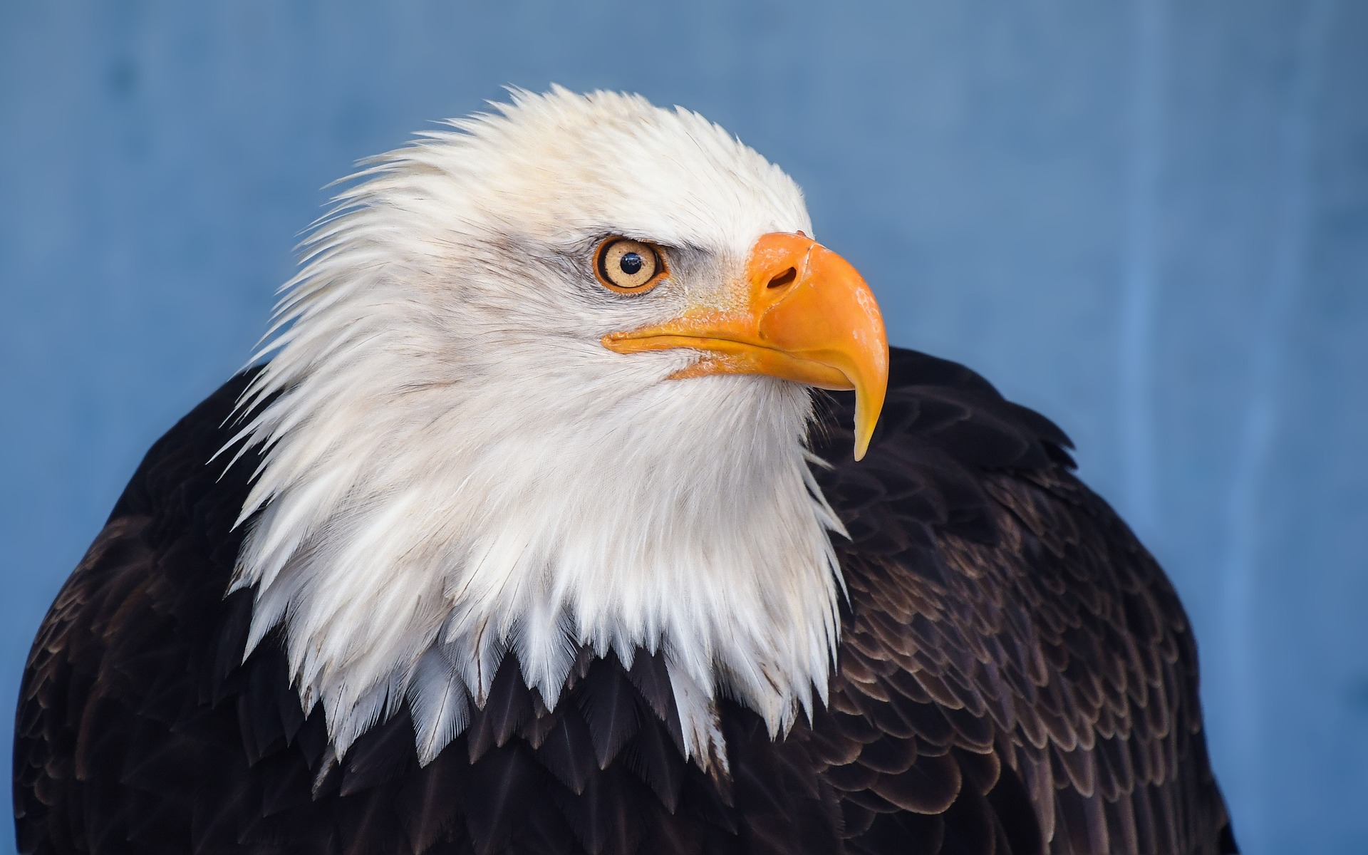 Game & Fish: Report Bald Eagle Nest Sightings | NewsDakota