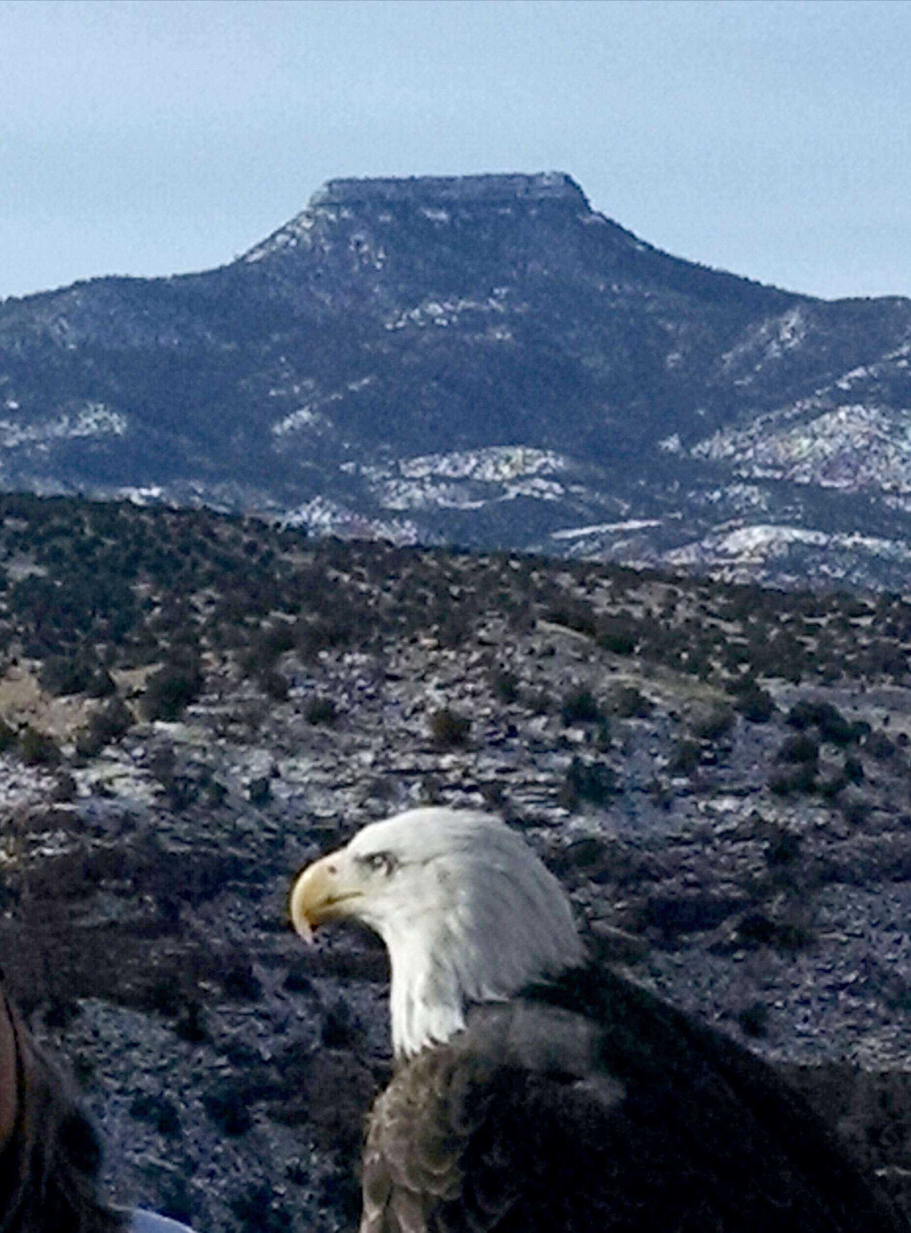 Annual Midwinter Bald Eagle Watch at Abiquiu Lake > Albuquerque ...