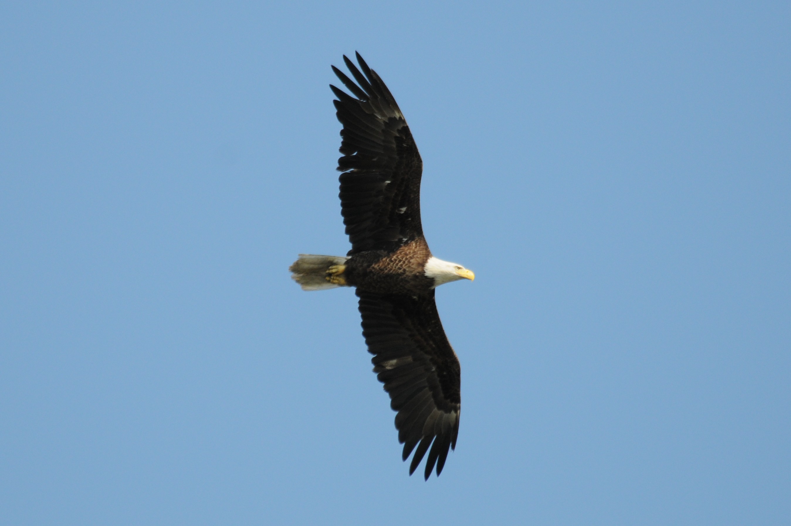 Bald Eagle Fledging Time - The Center for Conservation Biology