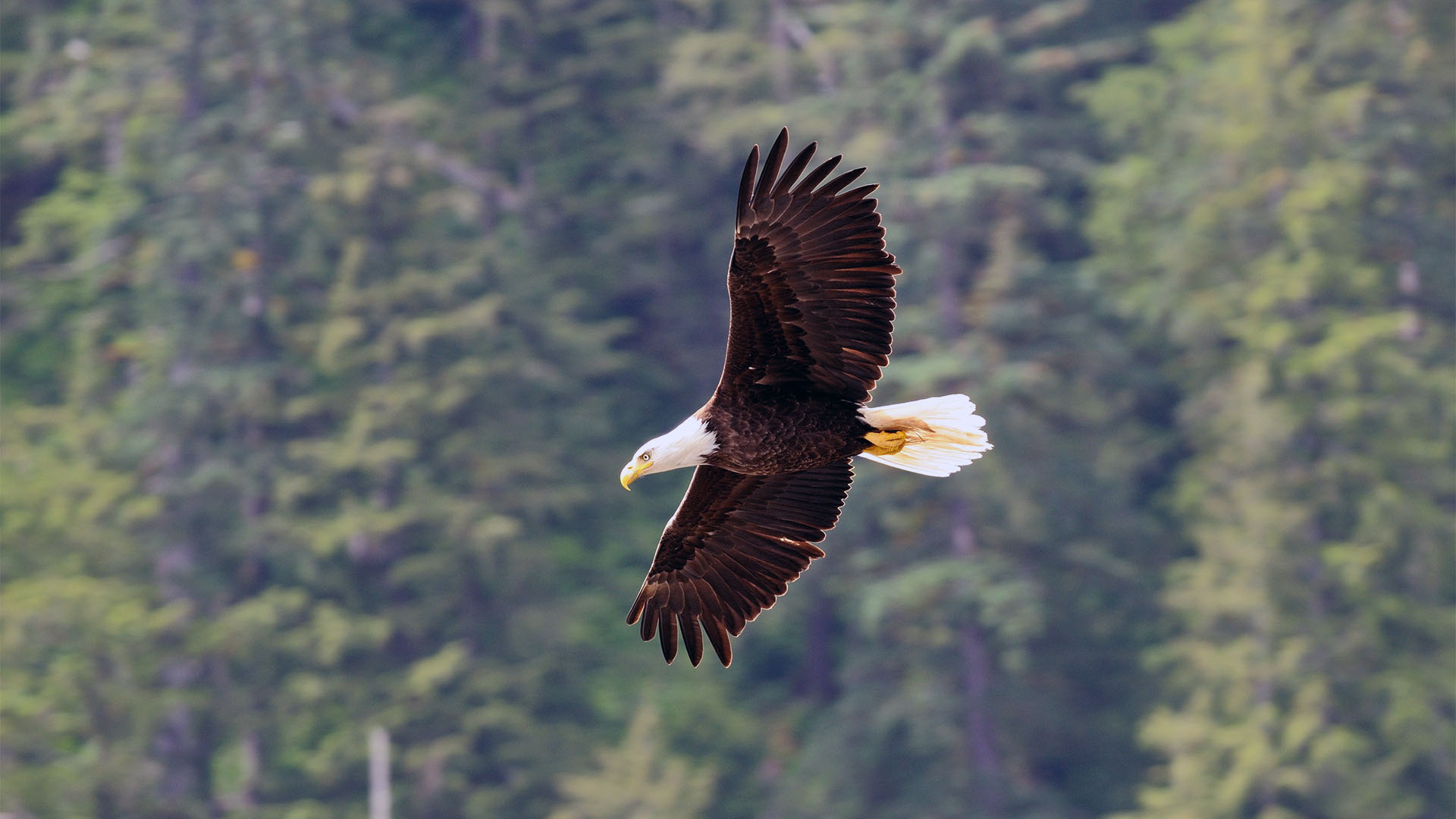 Wild Alaska Live - Wild Bald Eagle in Flight - Twin Cities PBS