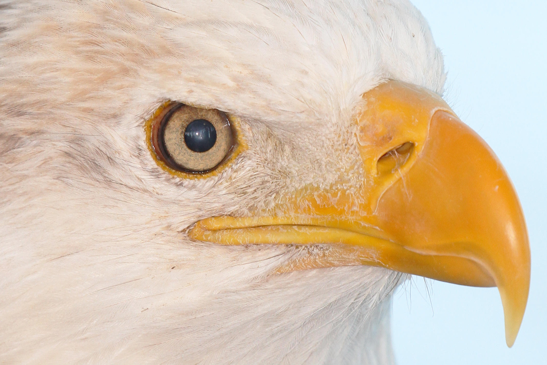 Bald Eagles at Riverlands | Audubon Center at Riverlands