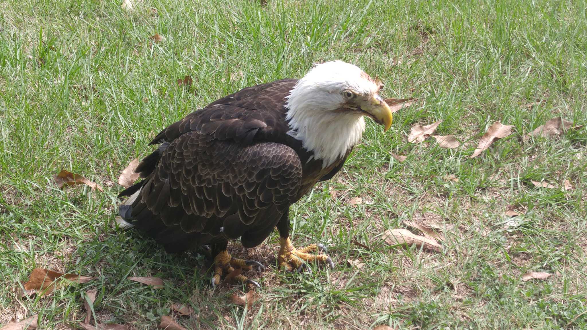 Injured bald eagle in The Woodlands euthanized - The Courier