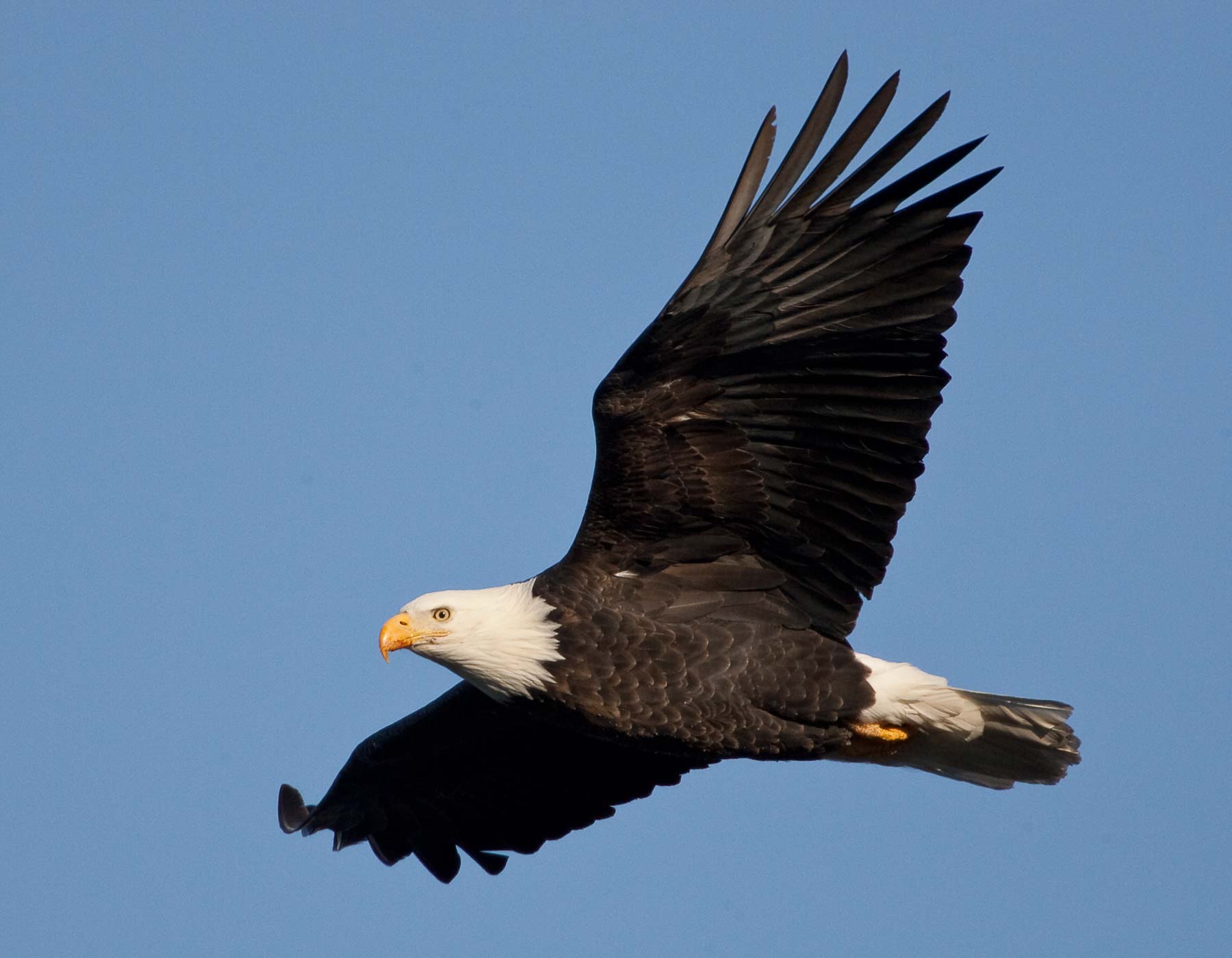 Bald Eagle | MDC Discover Nature