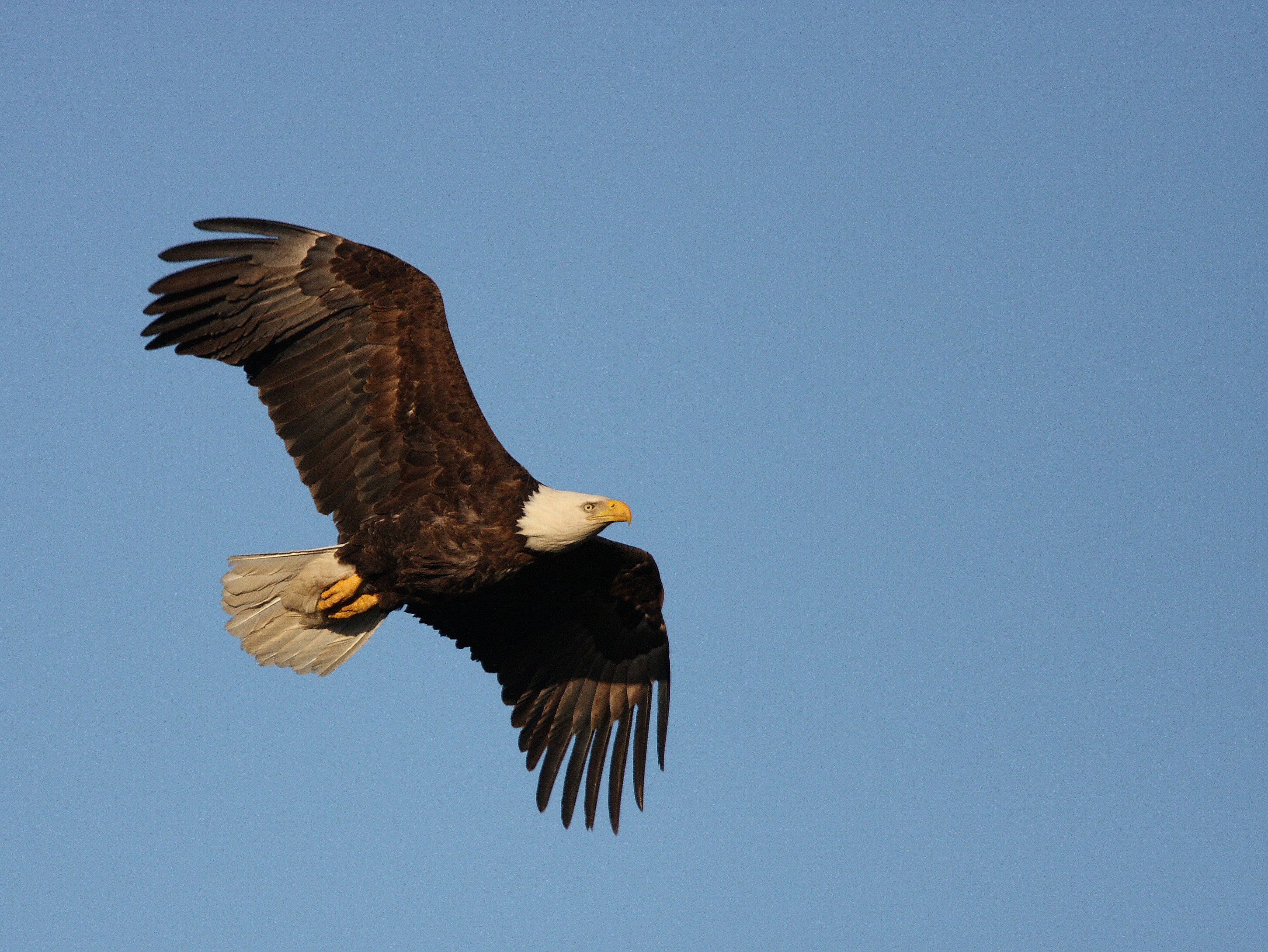 Bald Eagle numbers soar in Pennsylvania | WPMT FOX43