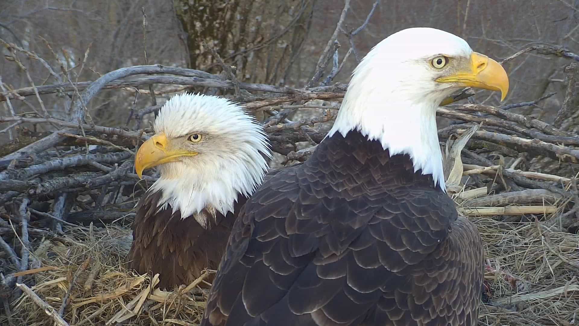 Decorah Eagles Live Cam - nesting bald eagles | Explore.org