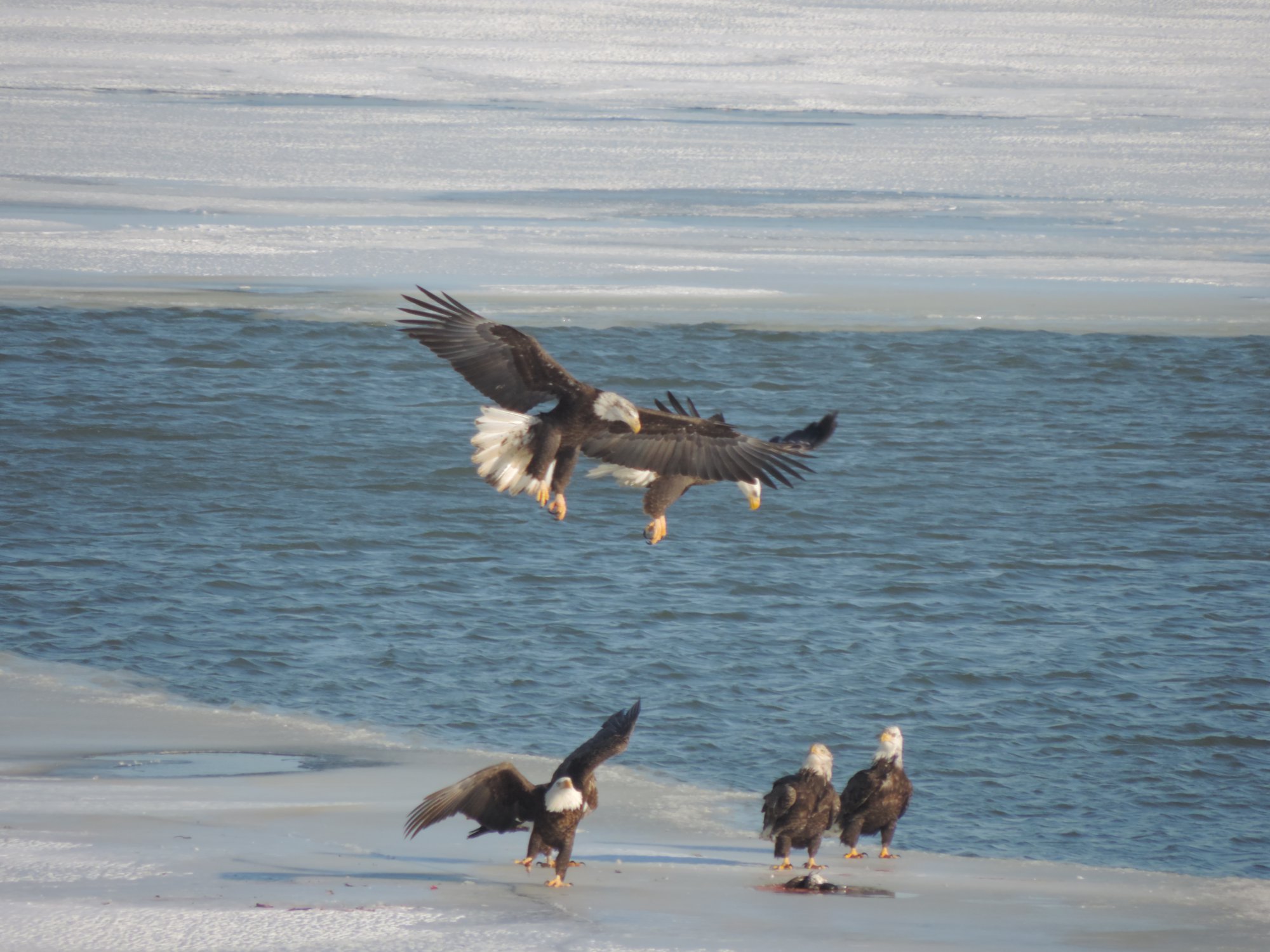 PHOTOS: Bald eagles frolick on the shores of Sandusky Bay | fox8.com