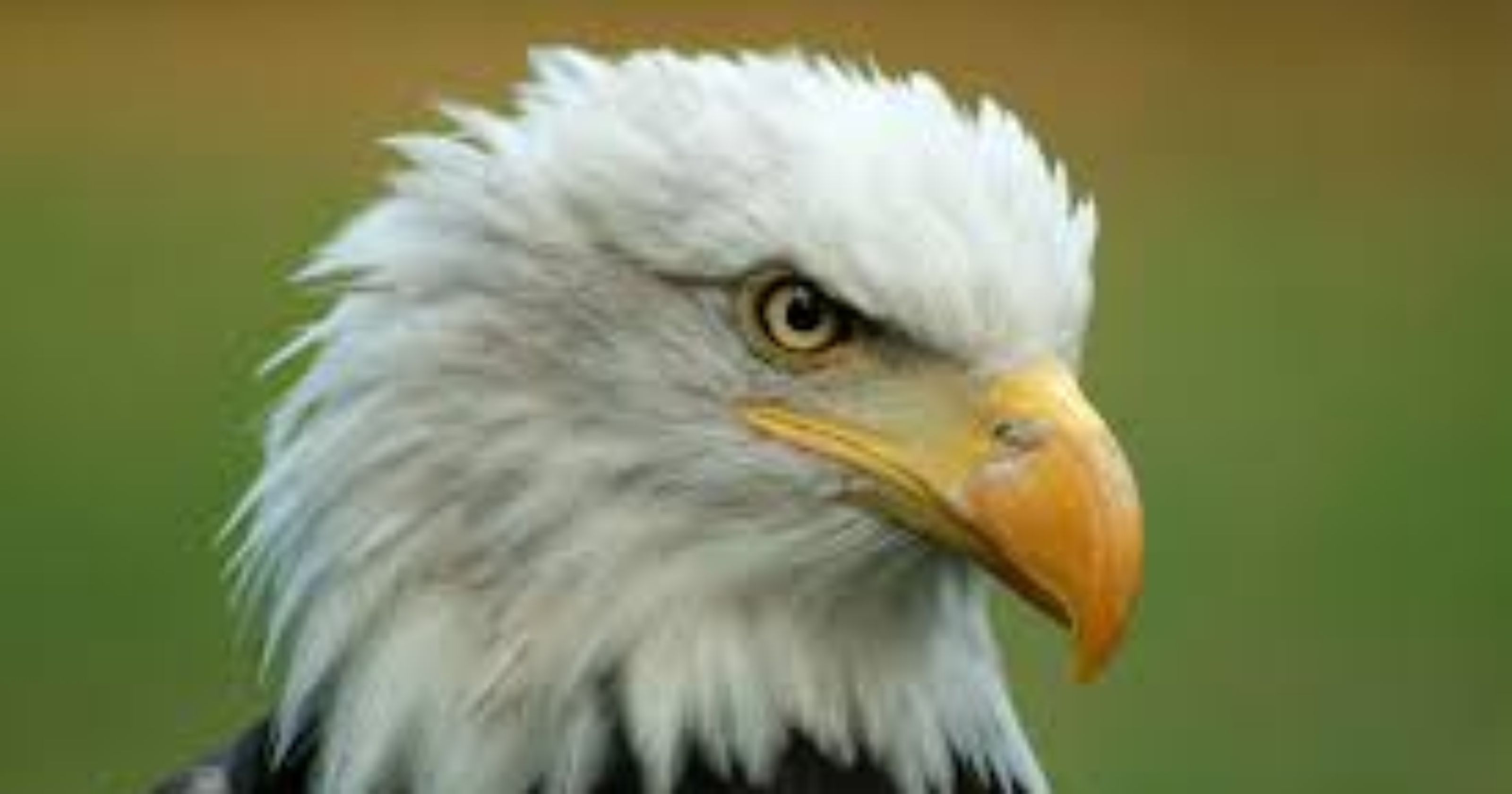 Answer Man: Lake Julian bald eagles? Bus stop questions
