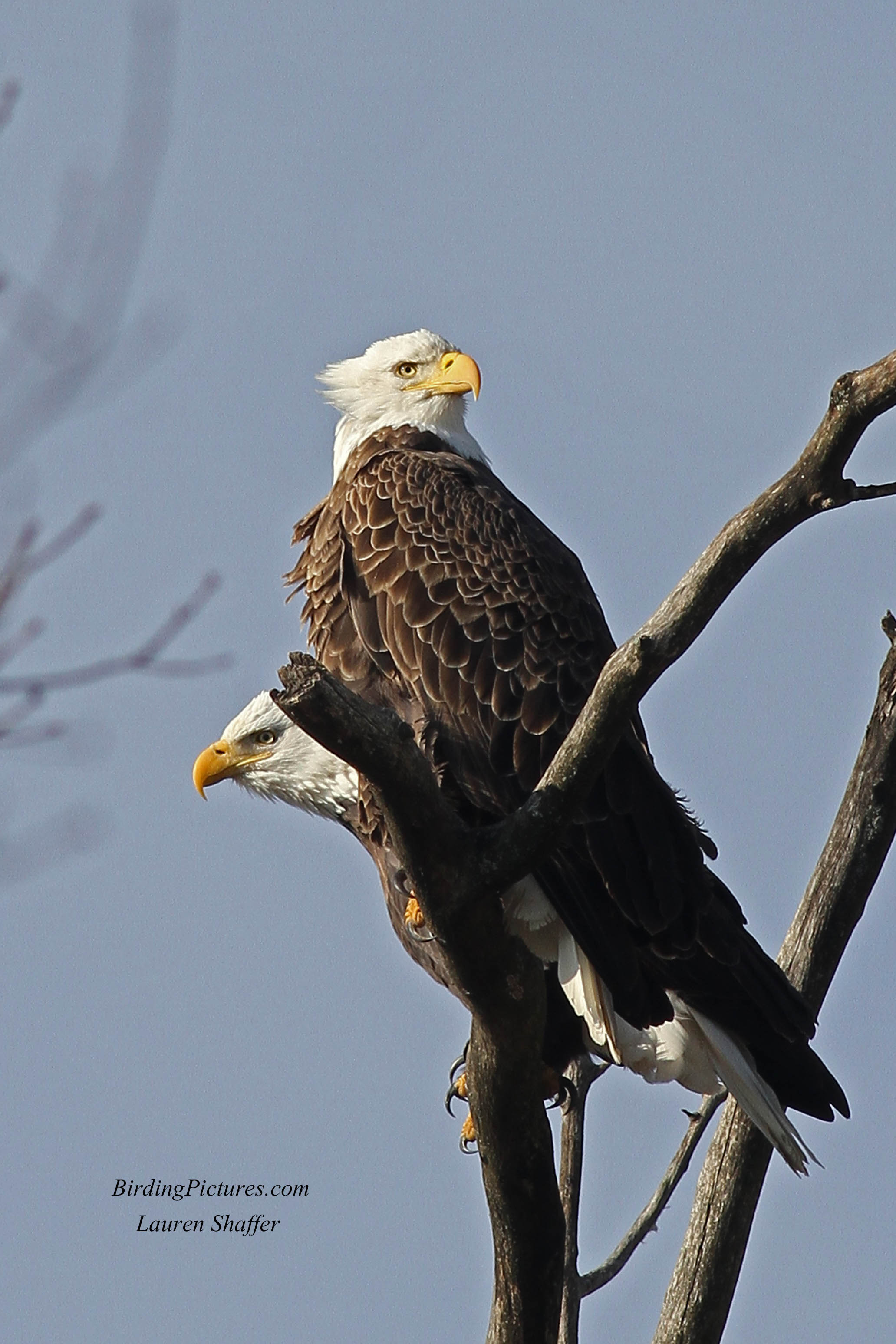 Bald Eagle - Birding Pictures