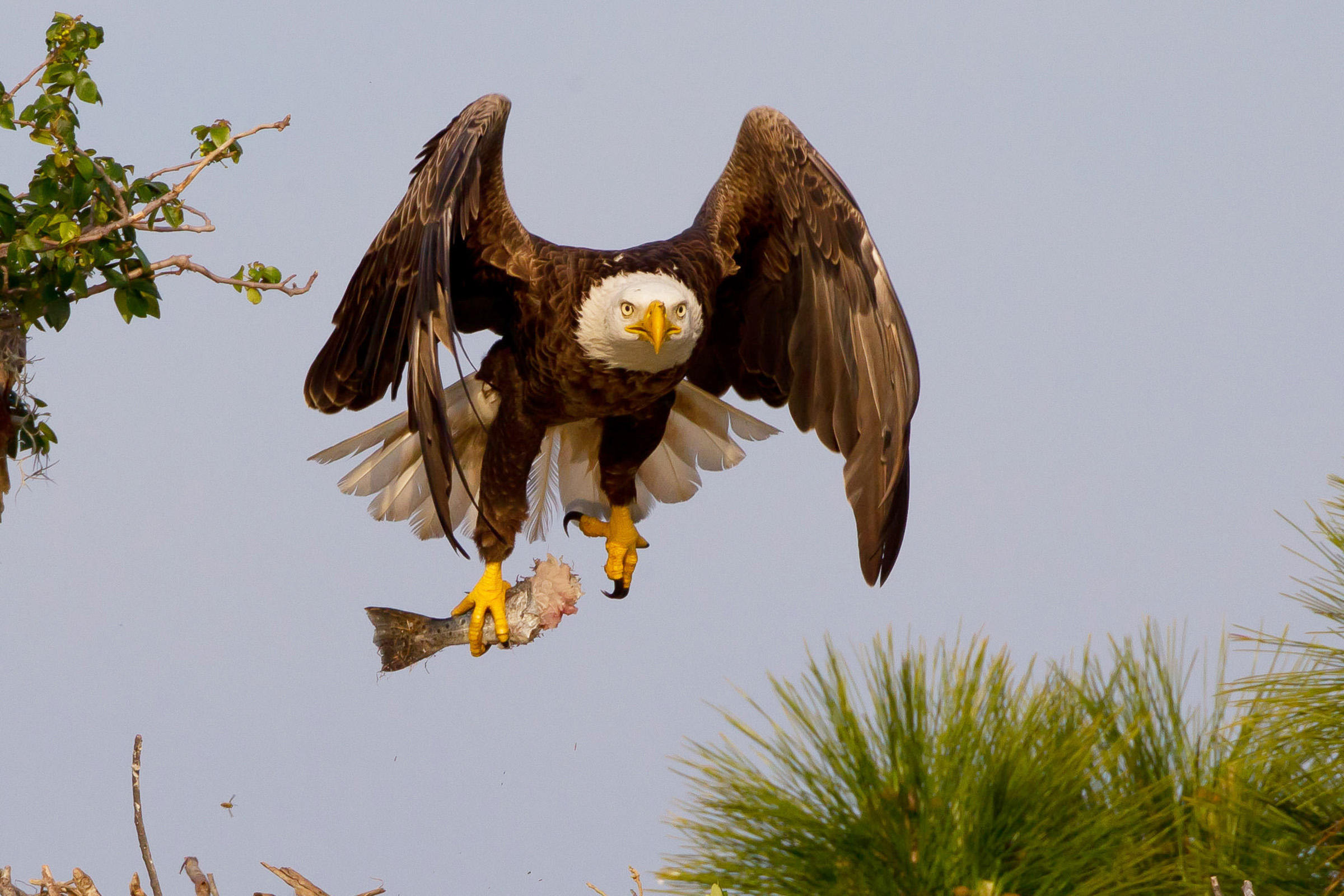 Bald Eagle | Audubon Field Guide