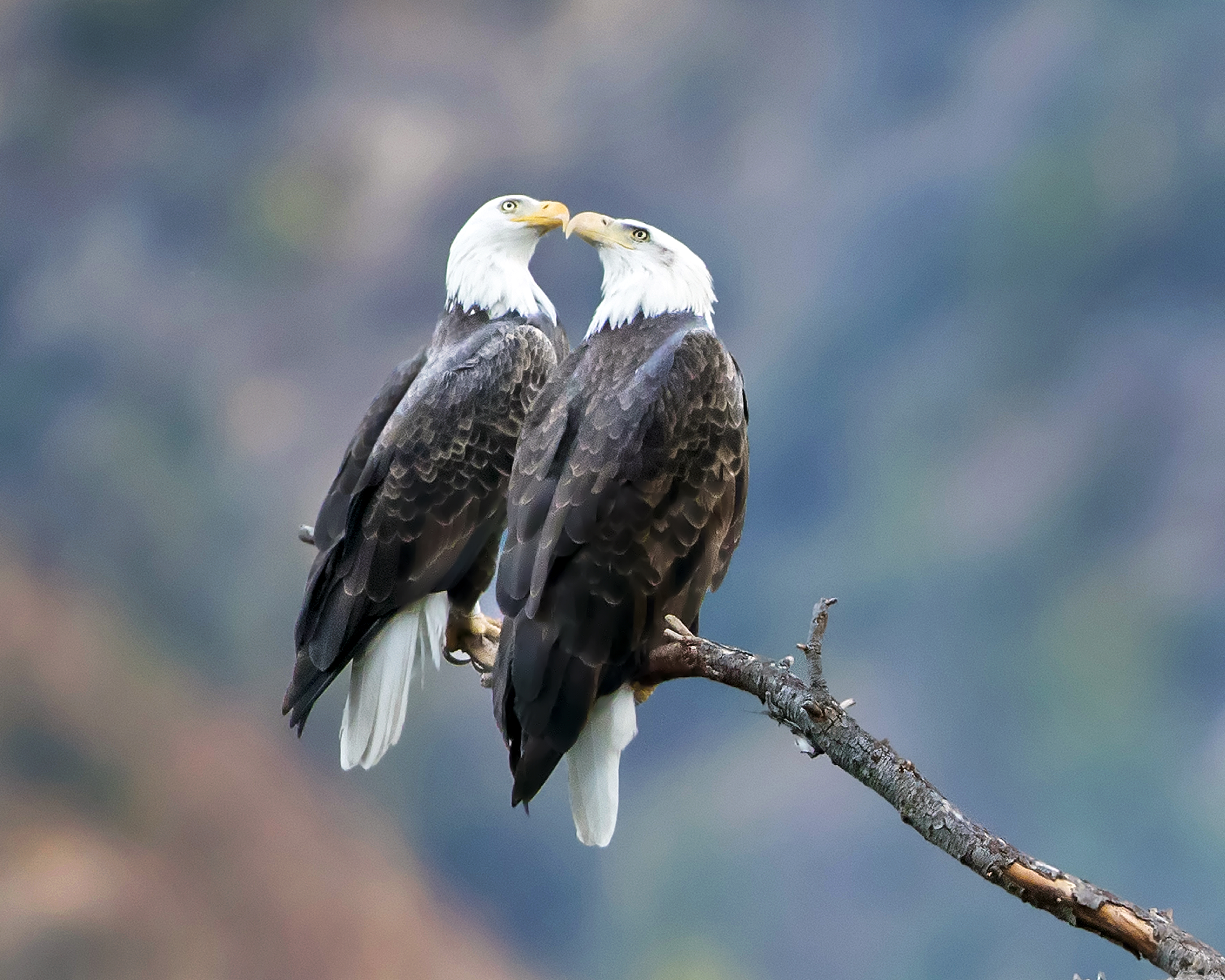 Nest of lone bald eagle pair in LA County collapses, sending chick ...