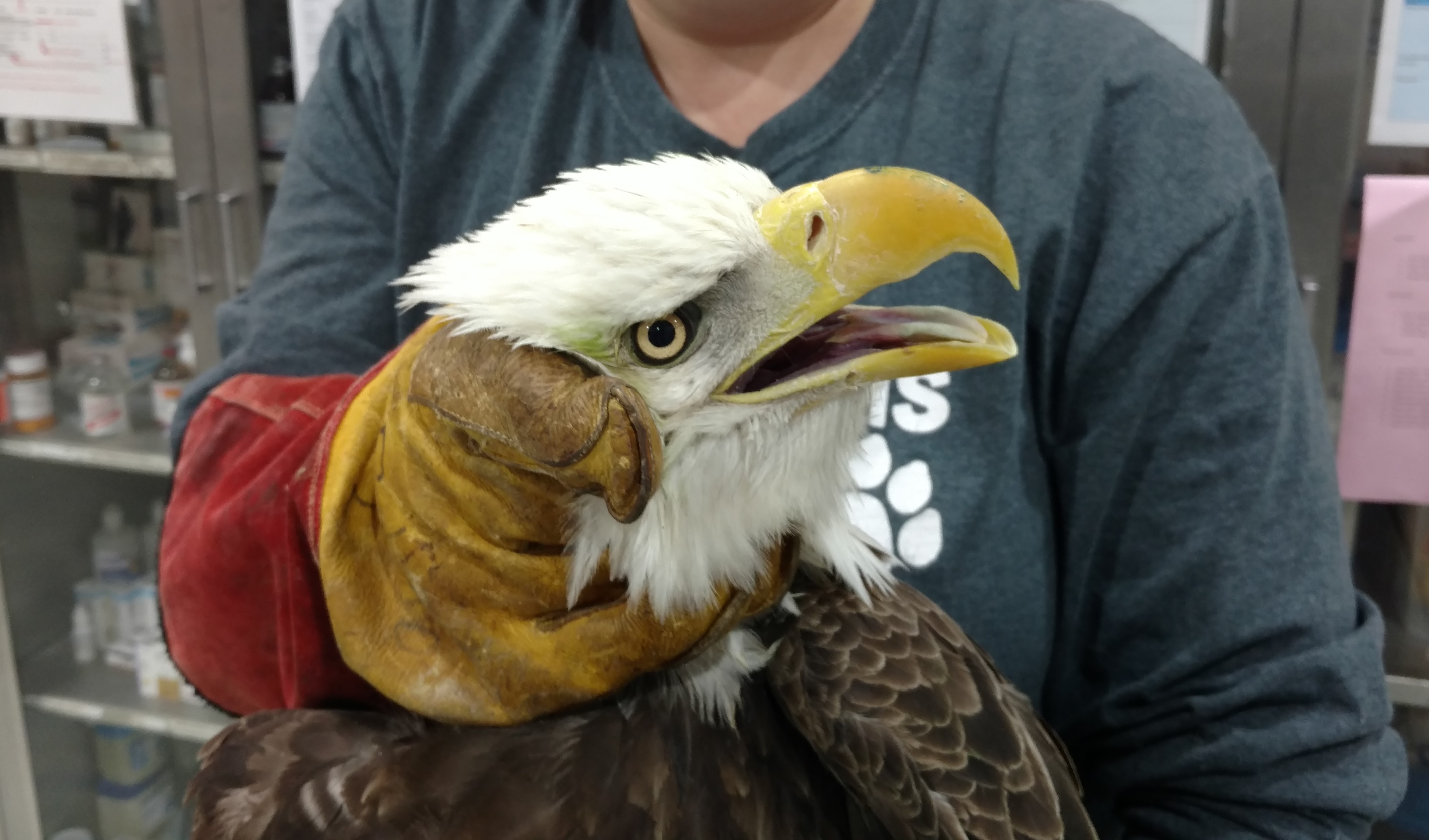 Bald Eagle #17-2740 | The Wildlife Center of Virginia