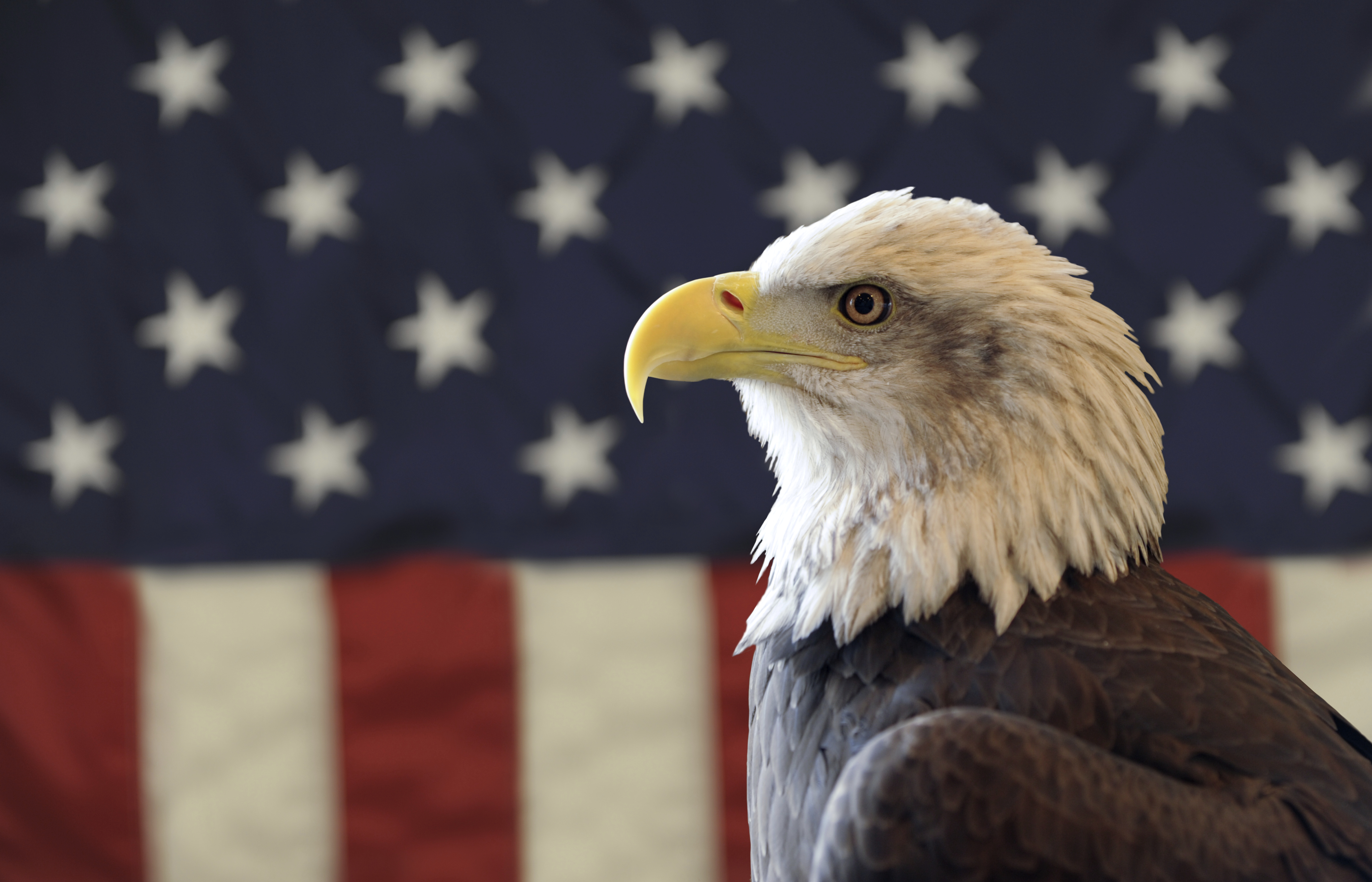 How did the bald eagle become America's national bird? | Teen Kids News