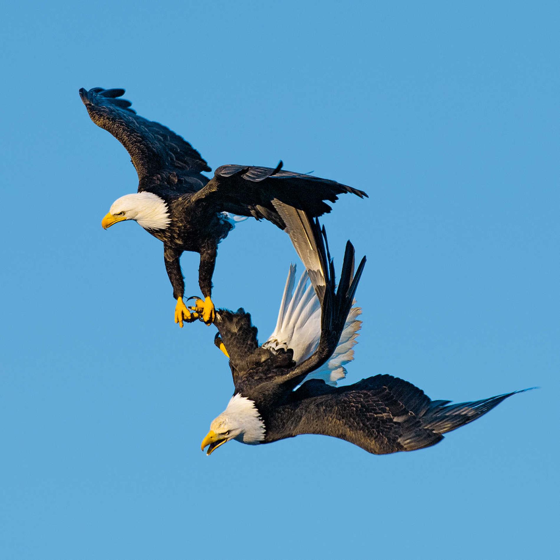 For Amorous Bald Eagles, a 'Death Spiral' Is a Hot Time