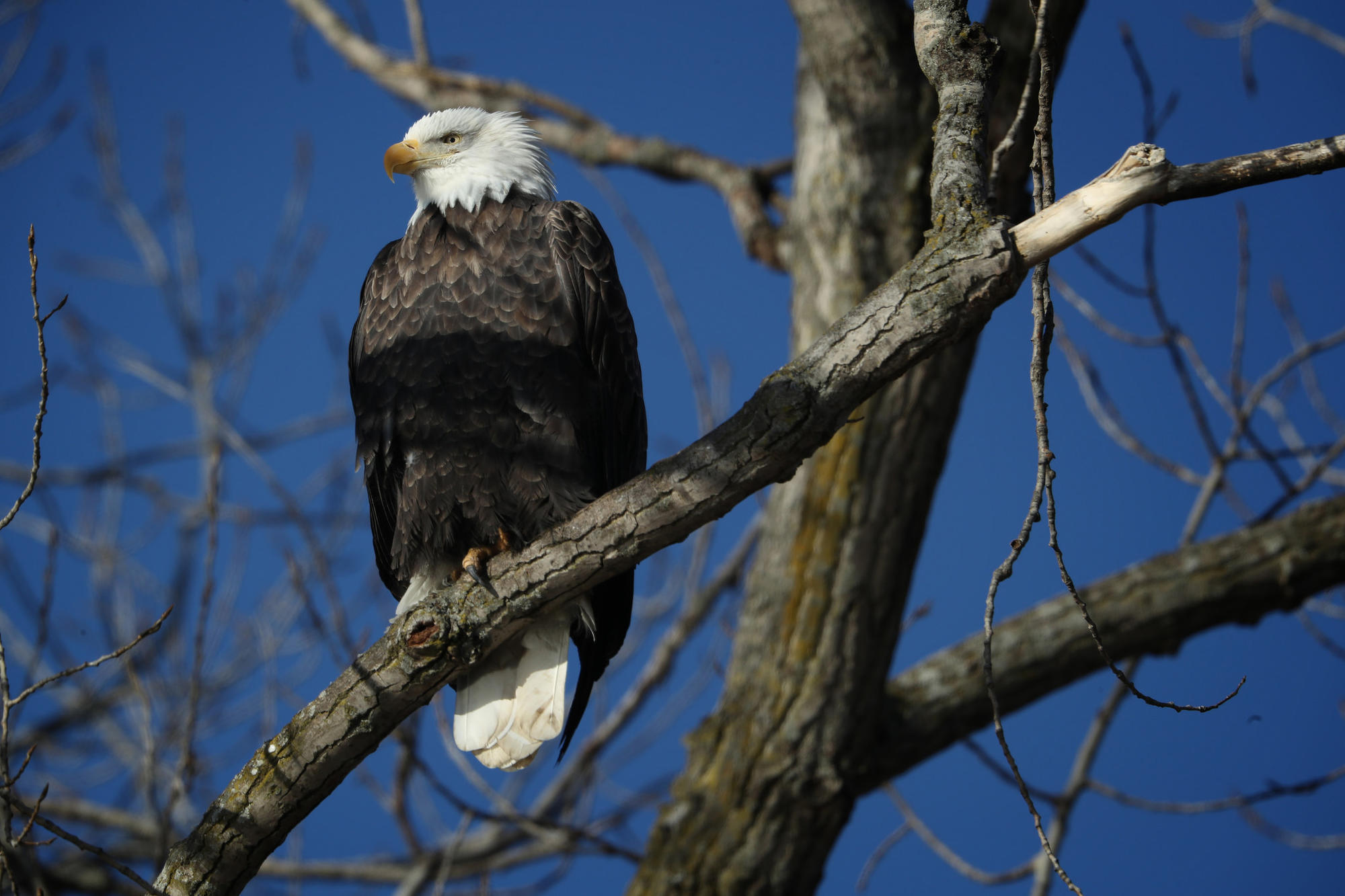 Bald eagles came back from brink, but are numbers dropping again? An ...