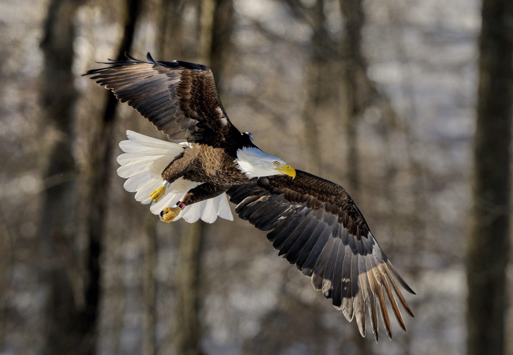 The Bald Eagle Population Is Soaring And Now Is A Really Good Time ...
