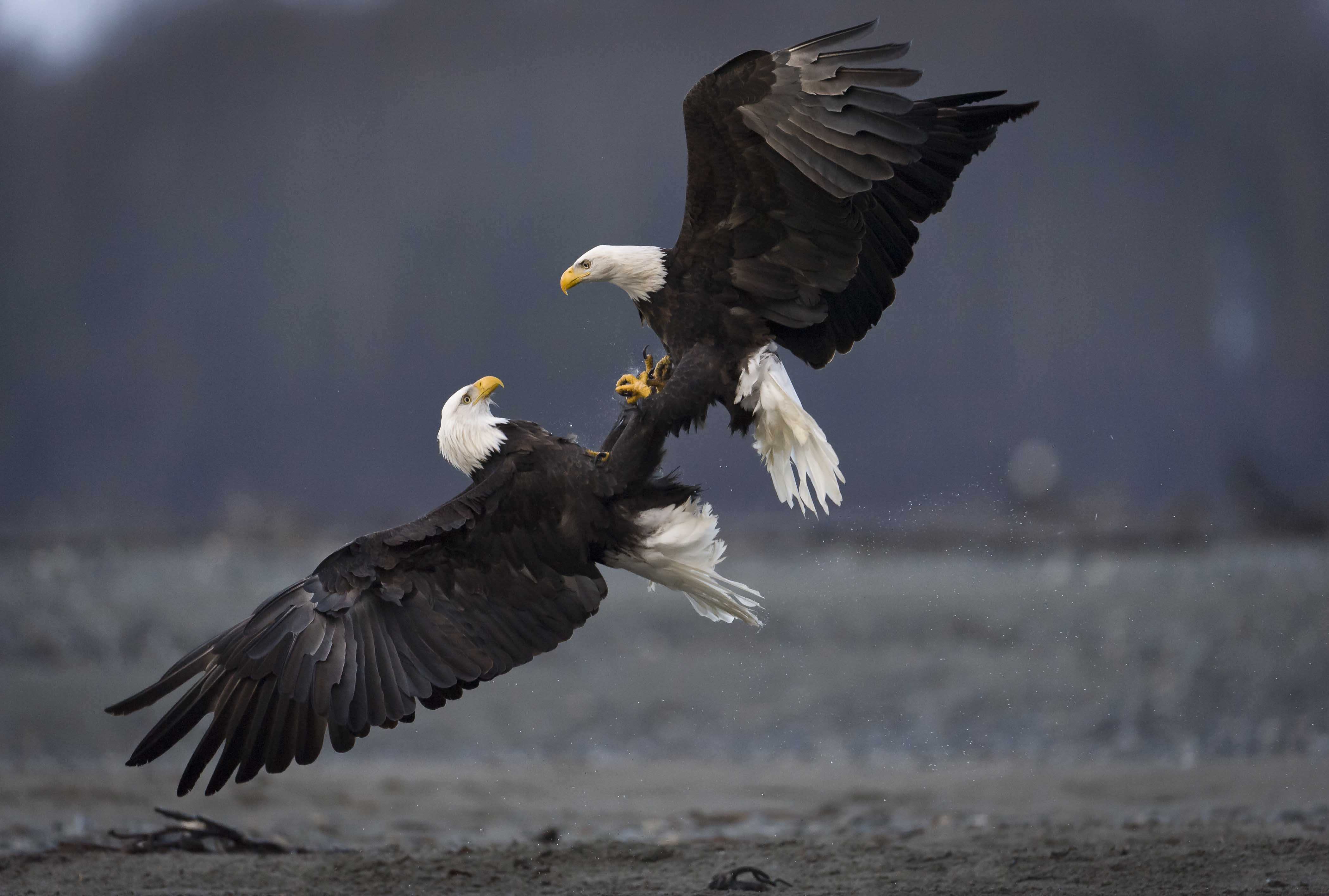 Two Bald Eagles in a Tangle | Audubon