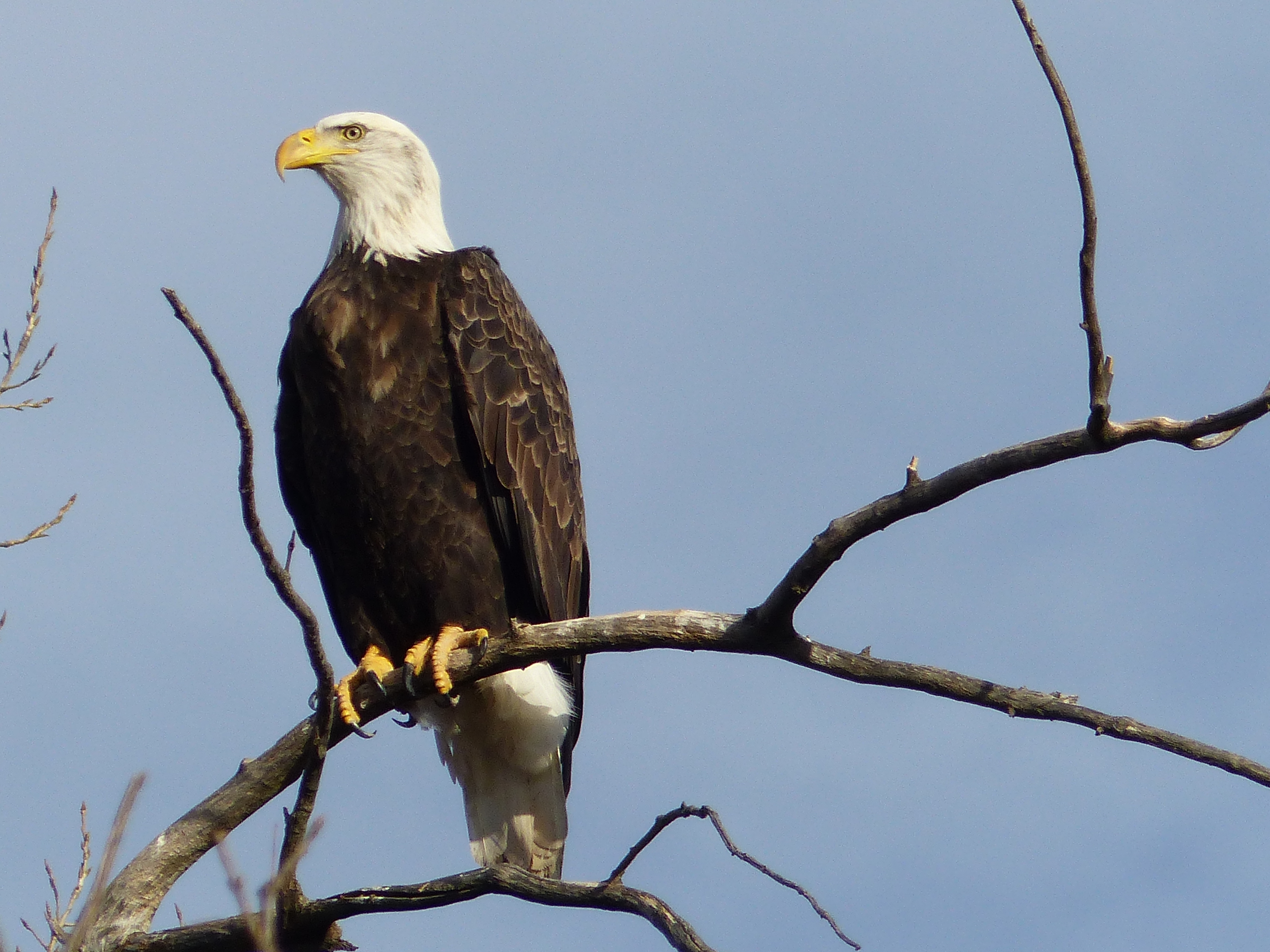Bald Eagles at Quivira - Quivira - U.S. Fish and Wildlife Service