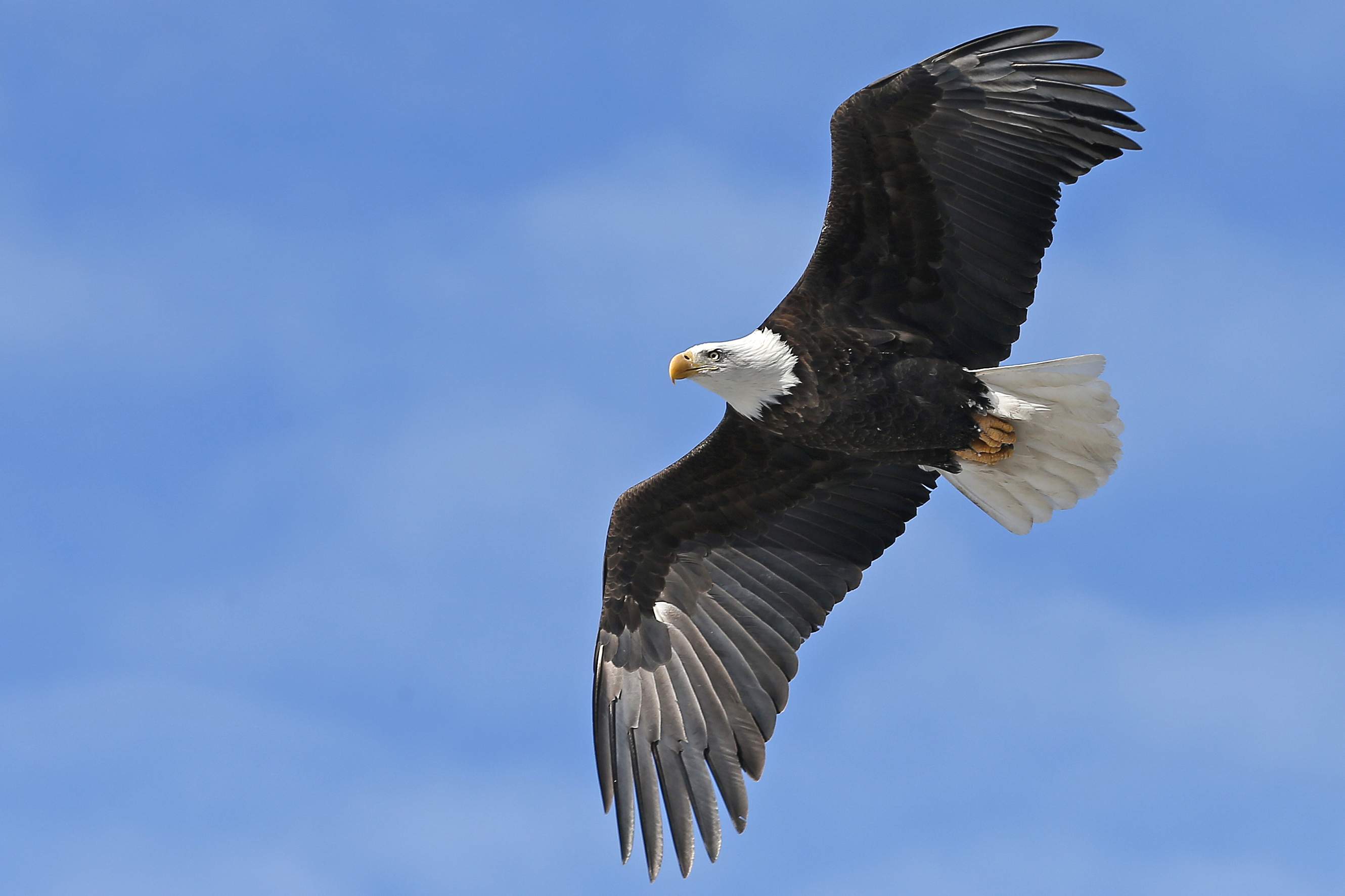 Bald eagle sightings soar as freezing temperatures descend on region ...