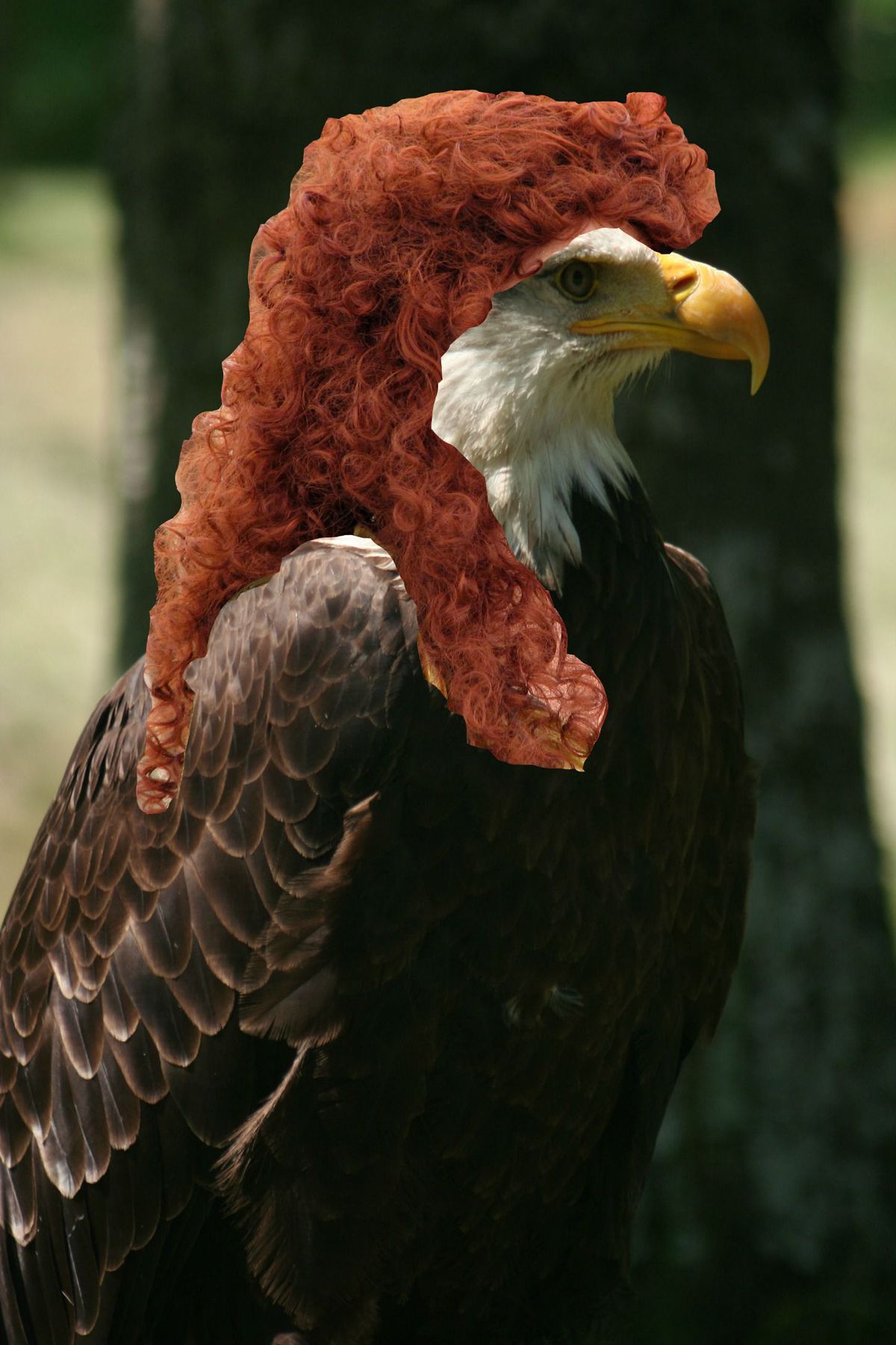 bald-eagle-mullet-wig.jpg
