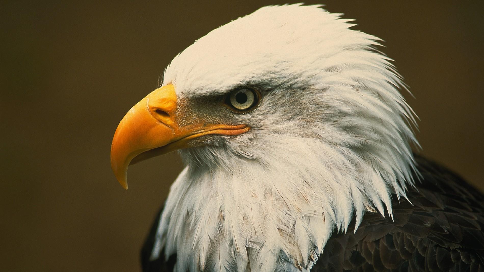 bald-eagle-closeup.ngsversion.1396530980855.adapt.1900.1.jpg