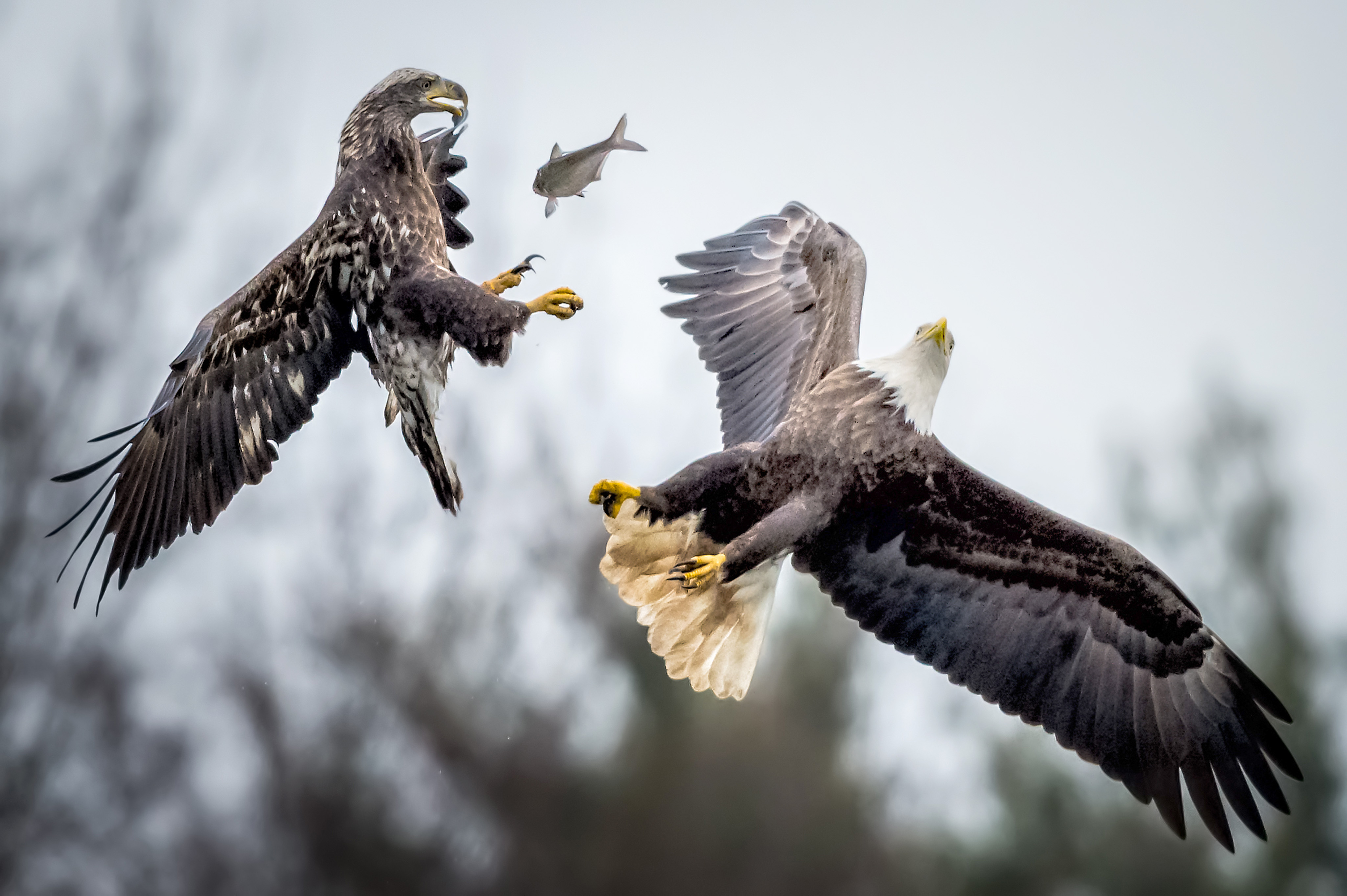 Bald eagles fish fight - Caters News Agency