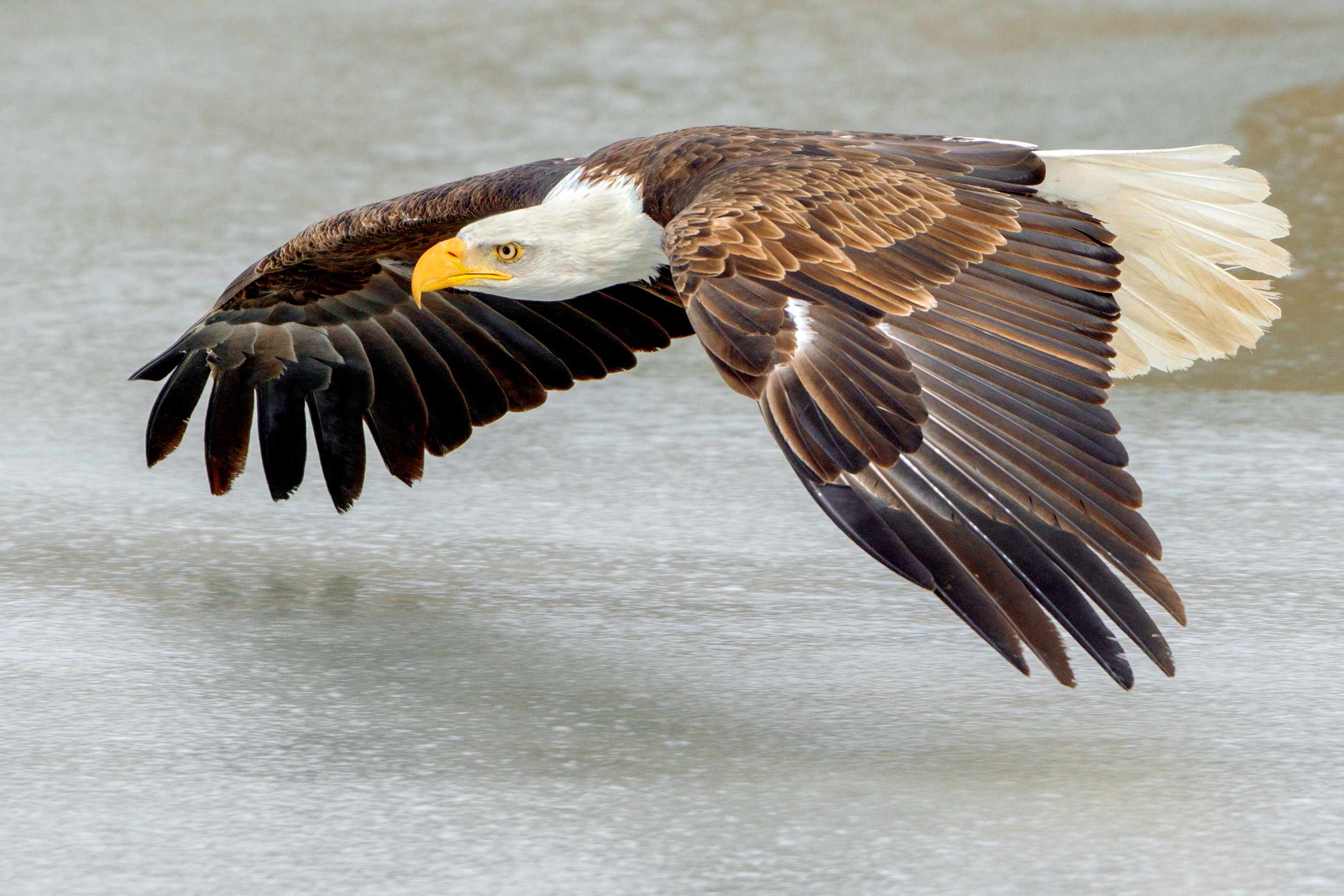 File:Bald Eagle flying over ice (Southern Ontario, Canada).jpg ...