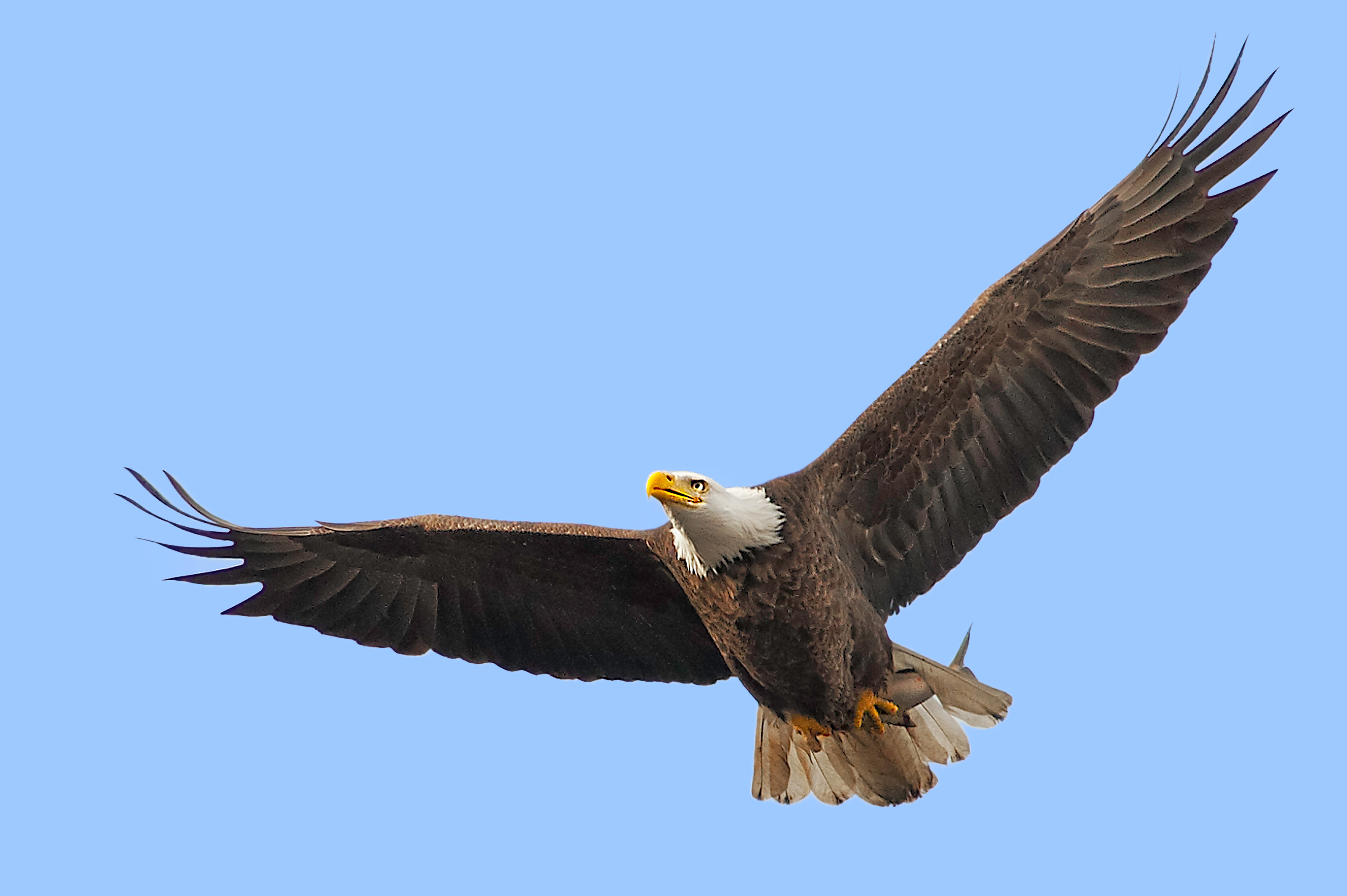 Bald eagle flying photo