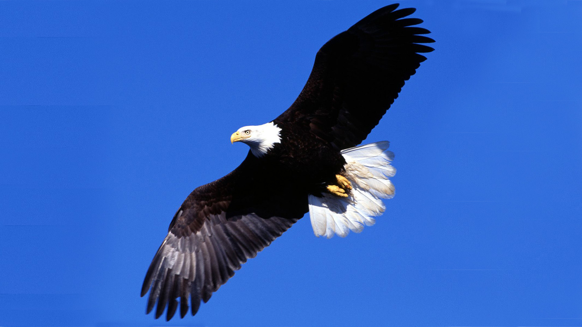 Bald Eagle Flying In The Sky Full Hd Wallpapers-1920x1080 ...