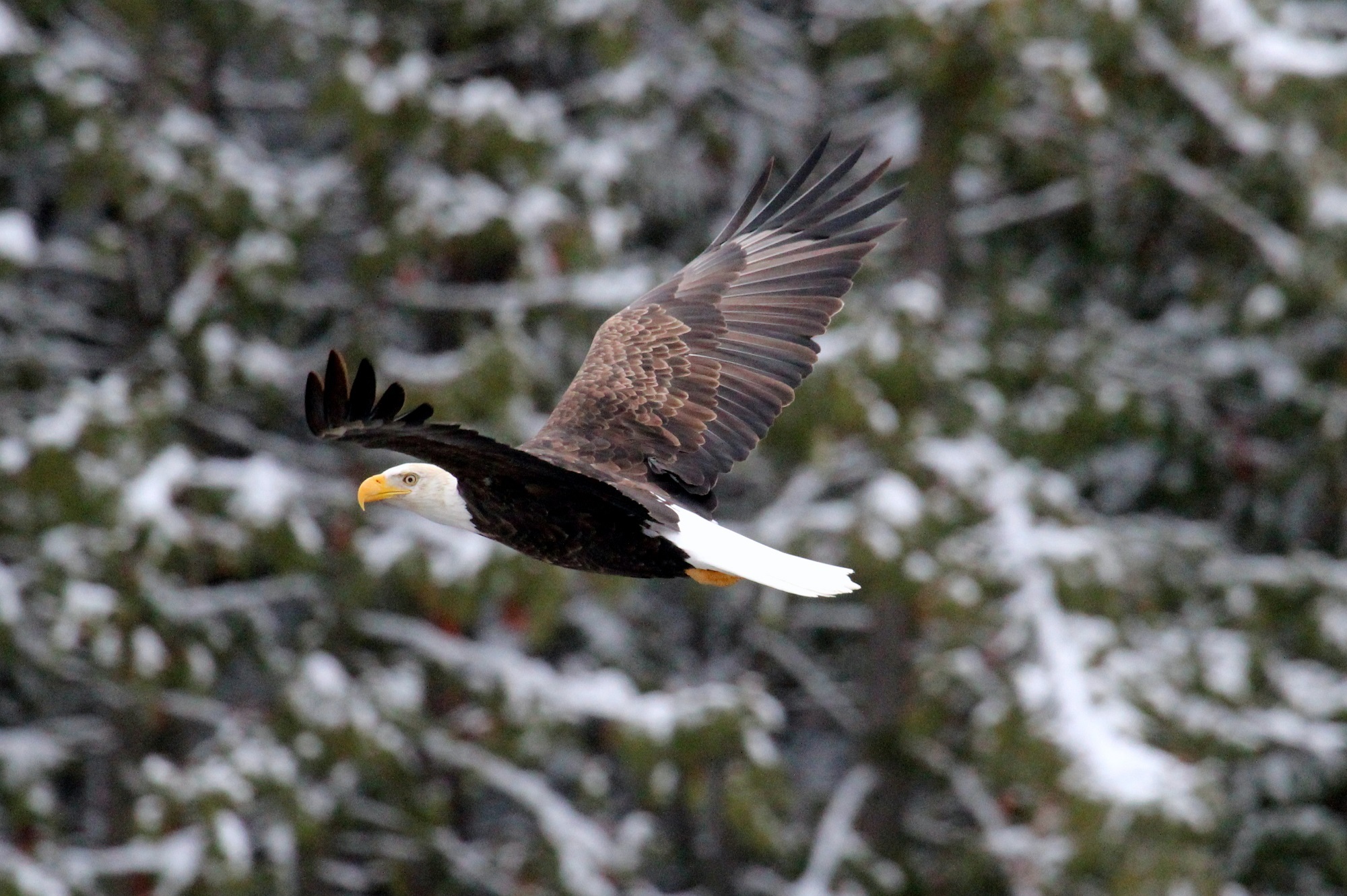 Bald Eagle Flying, Animal, Bald, Bird, Branch, HQ Photo
