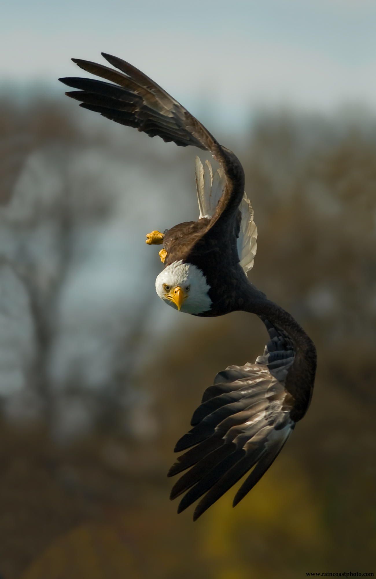 Bald Eagle on the Hunt, zeroing in on a fish - by Stuart Clarke ...